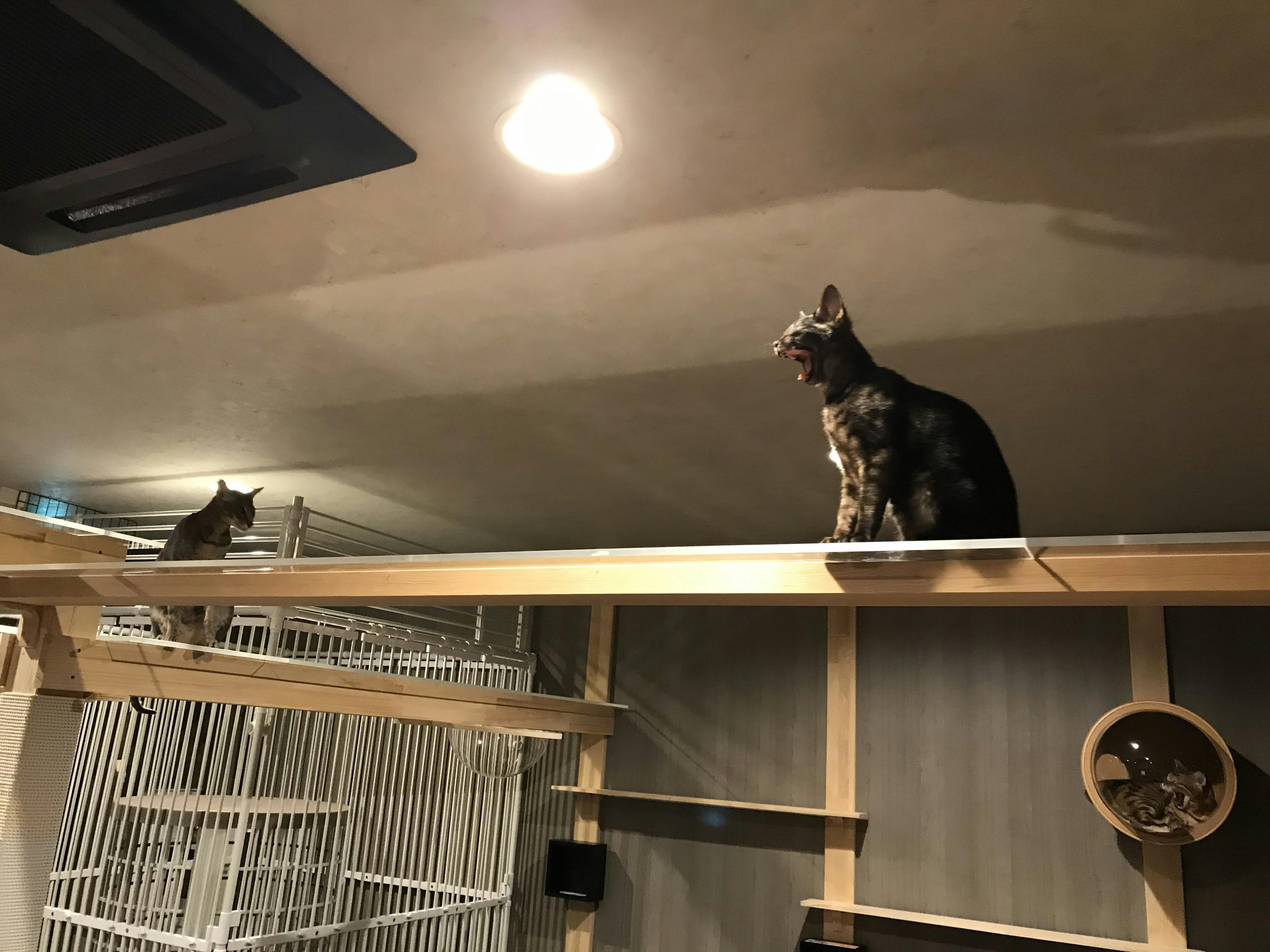 コロナ禍でピンチの新規猫カフェ ねこや を助けてください Campfire キャンプファイヤー コロナ禍でピンチの新規猫カフェ ねこや を助けてください Campfire キャンプファイヤー
