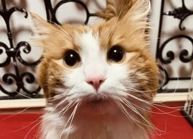 尿道狭窄 の障害を持った猫の小さな命を守りたい Campfire キャンプファイヤー 尿道狭窄 の障害を持った猫の小さな命を守りたい Campfire キャンプファイヤー