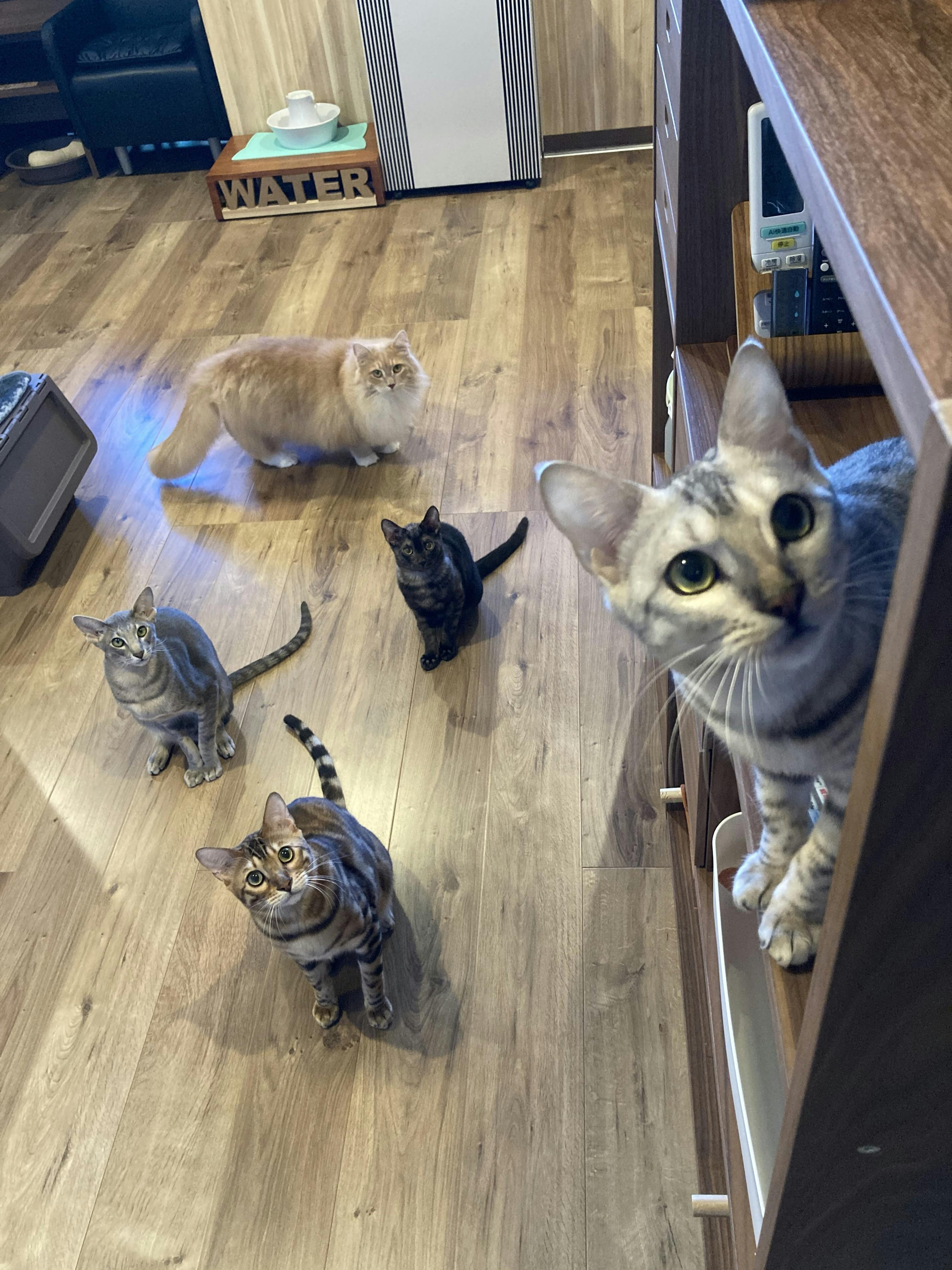 コロナ禍でピンチの新規猫カフェ「ねこや」を助けてください