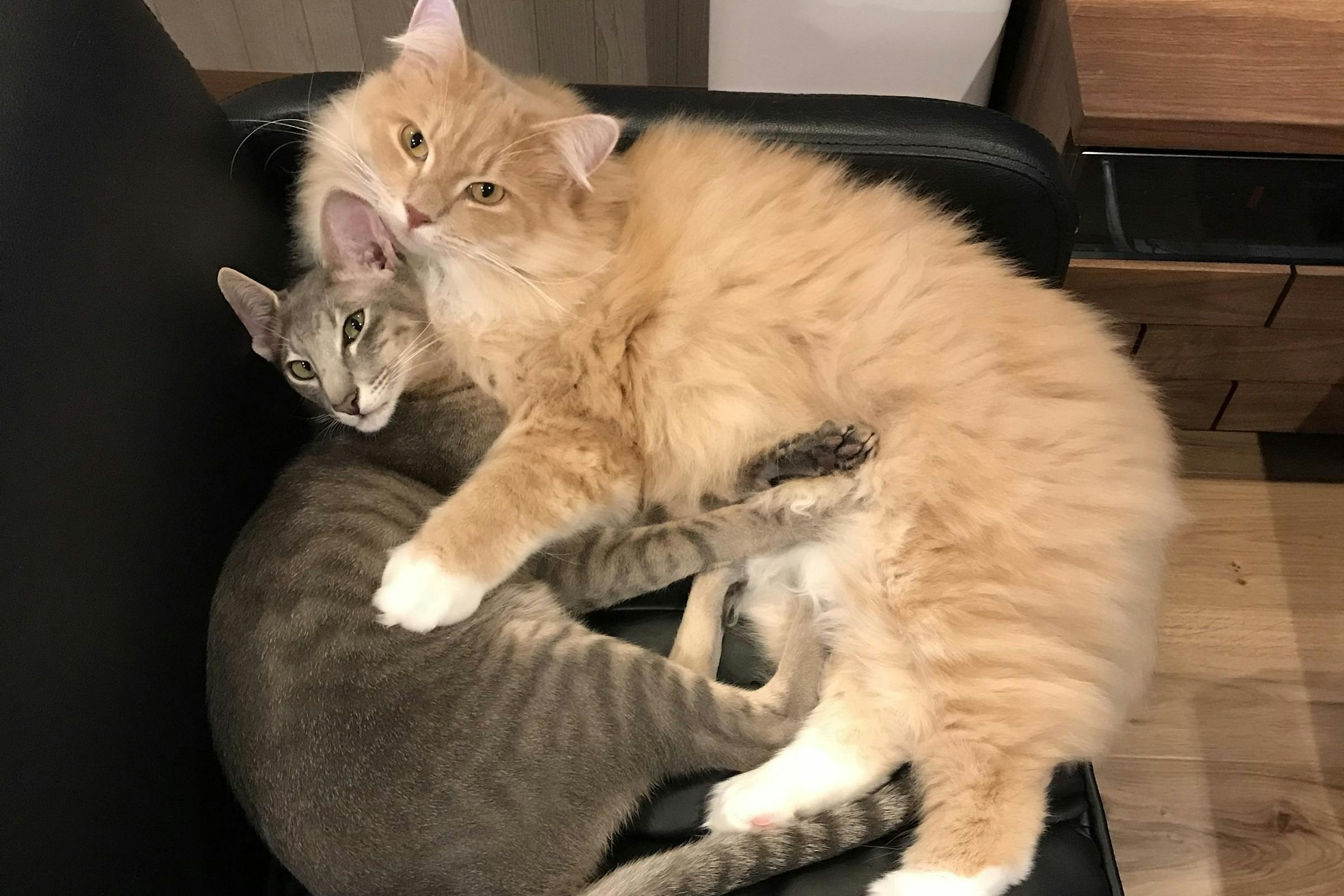 コロナ禍でピンチの新規猫カフェ ねこや を助けてください Campfire キャンプファイヤー コロナ禍でピンチの新規猫カフェ ねこや を助けてください Campfire キャンプファイヤー