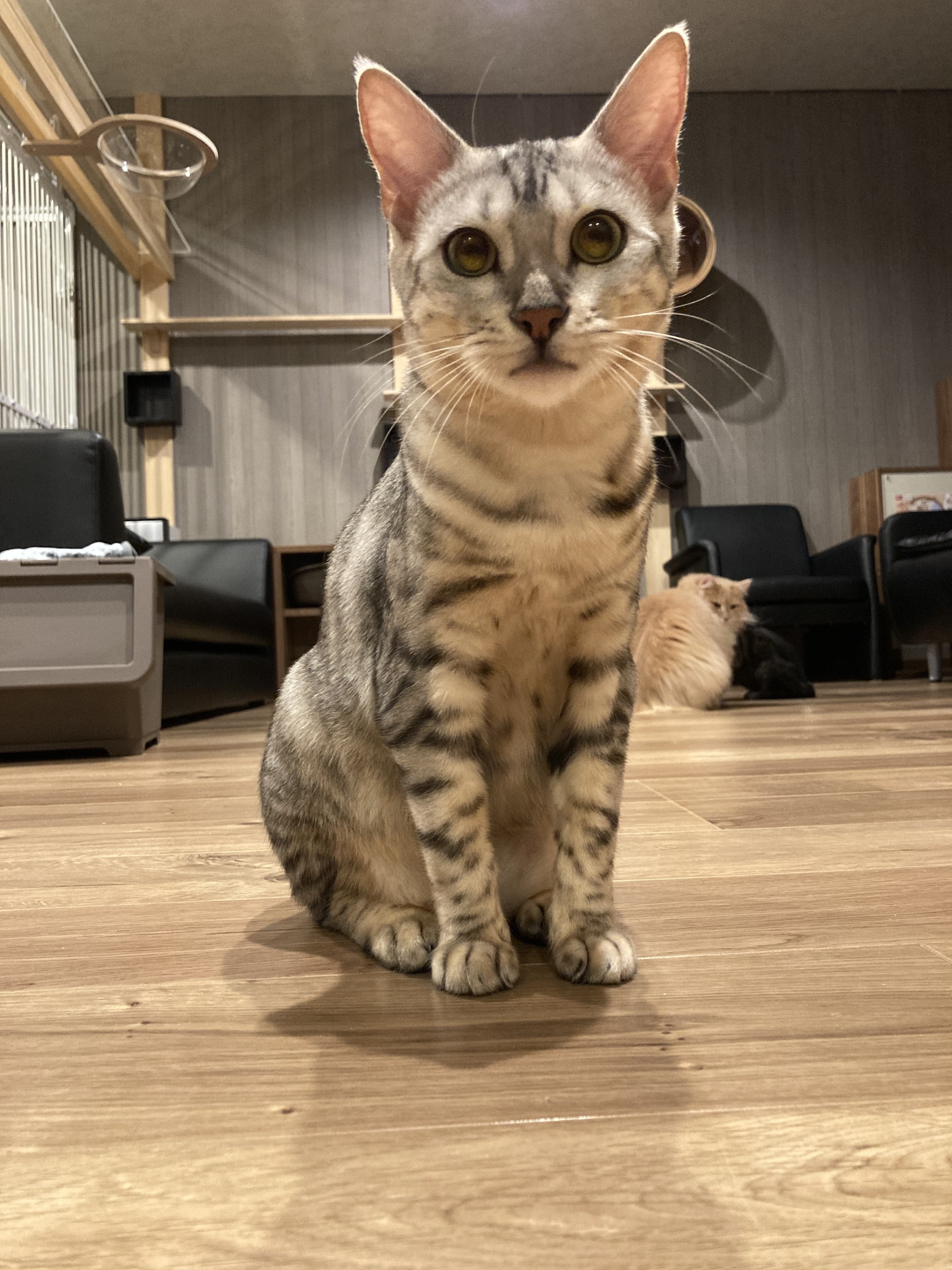 コロナ禍でピンチの新規猫カフェ「ねこや」を助けてください