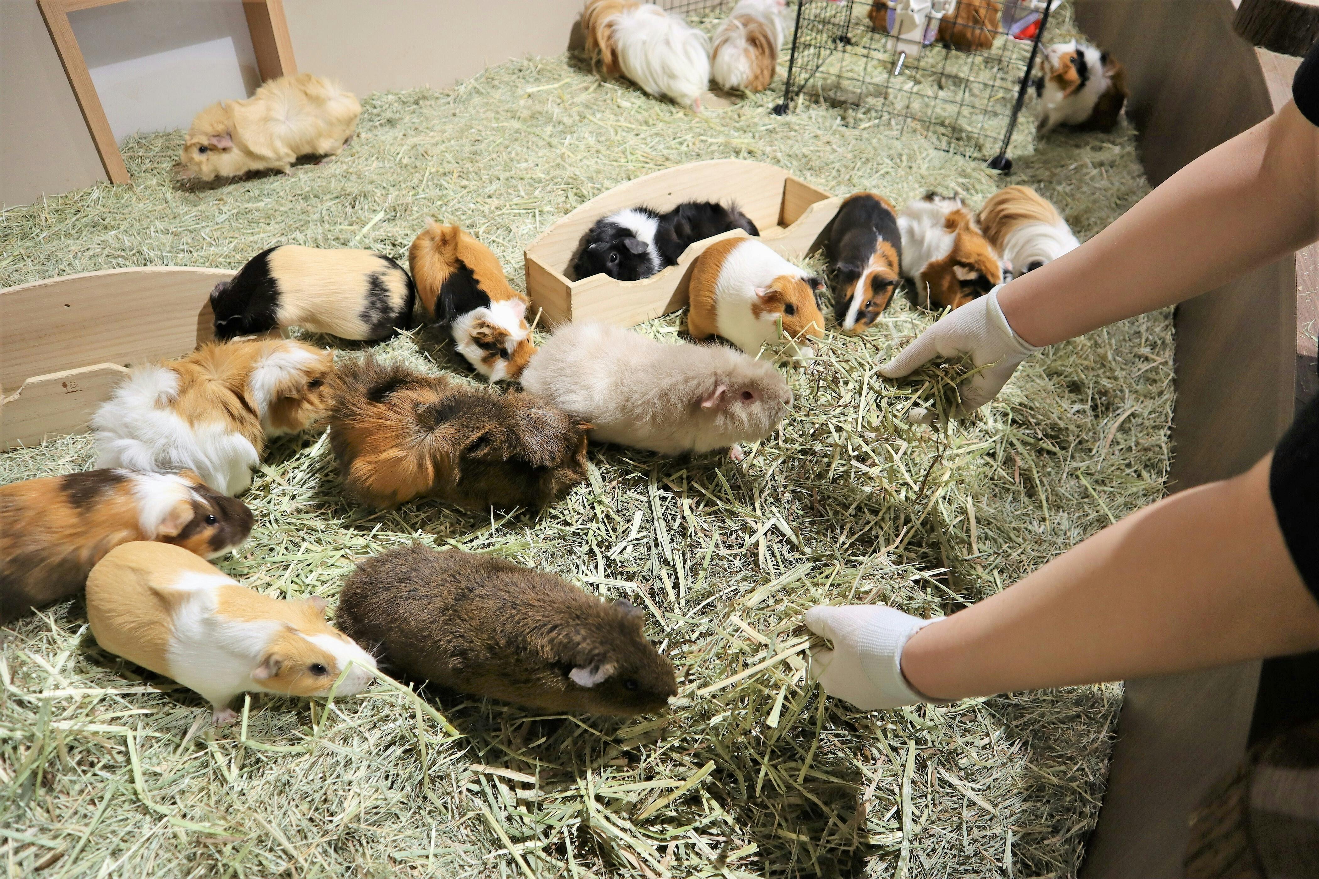 残り18日 モルモット担当クルーより飼育員体験のご紹介 Campfire キャンプファイヤー