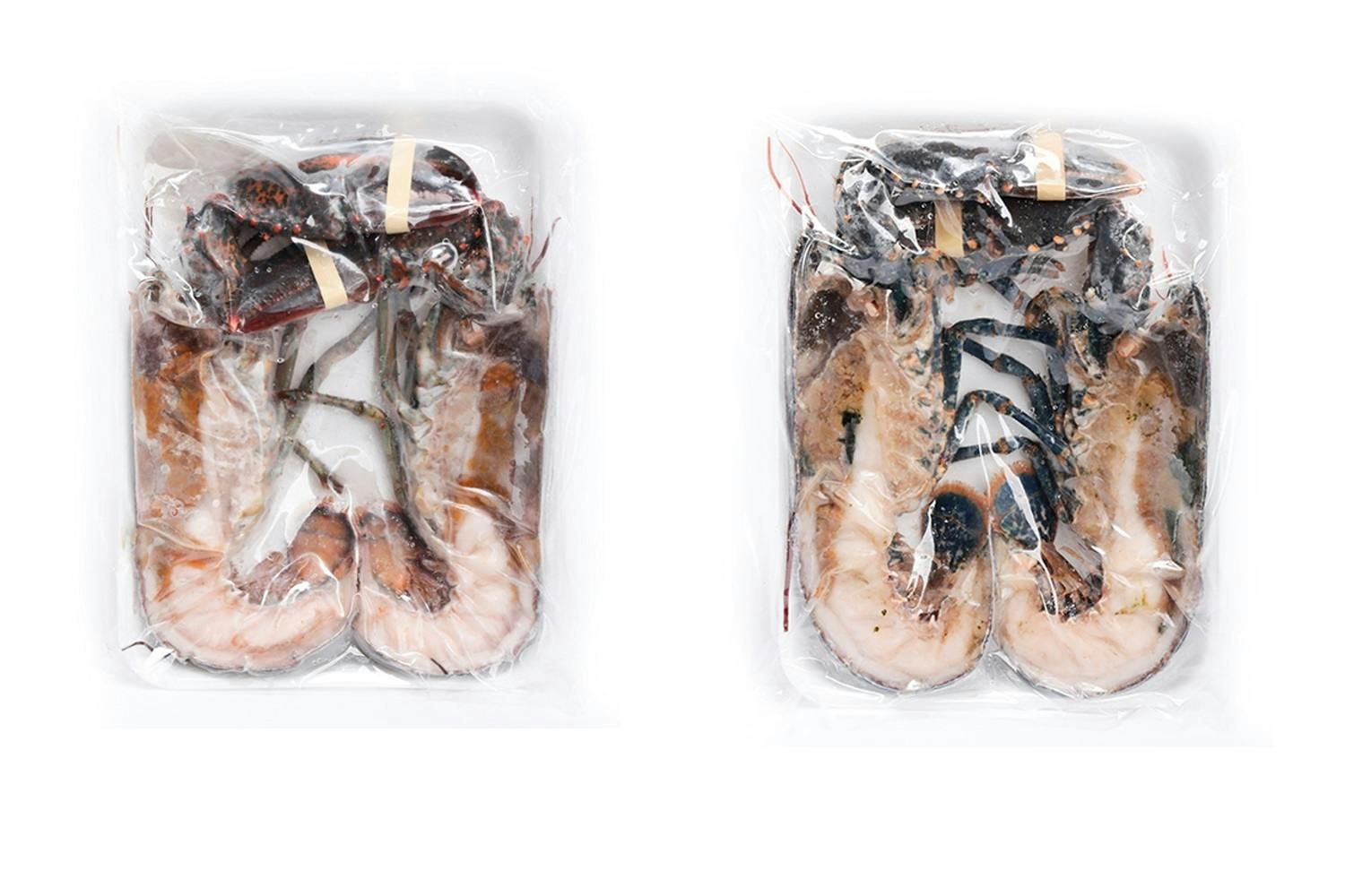 1000匹のオマール海老を救ってください Campfire キャンプファイヤー 1000匹のオマール海老を救ってください Campfire キャンプファイヤー
