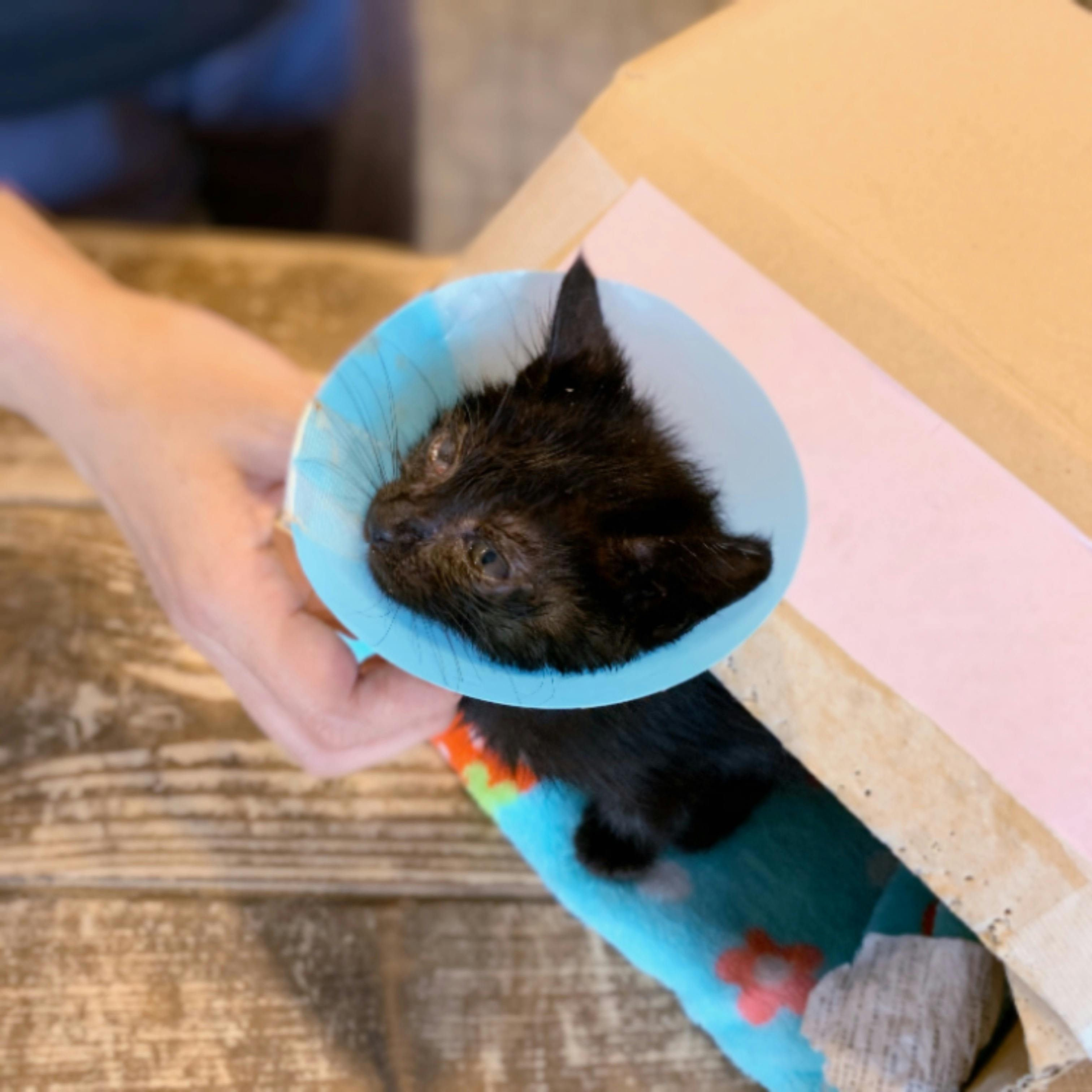 絵本 奇跡のまっくろクロスケ 仮 チャリティーブック制作で保護猫を助けたい Campfire キャンプファイヤー 絵本 奇跡のまっくろクロスケ 仮 チャリティーブック制作で保護猫を助けたい Campfire キャンプファイヤー