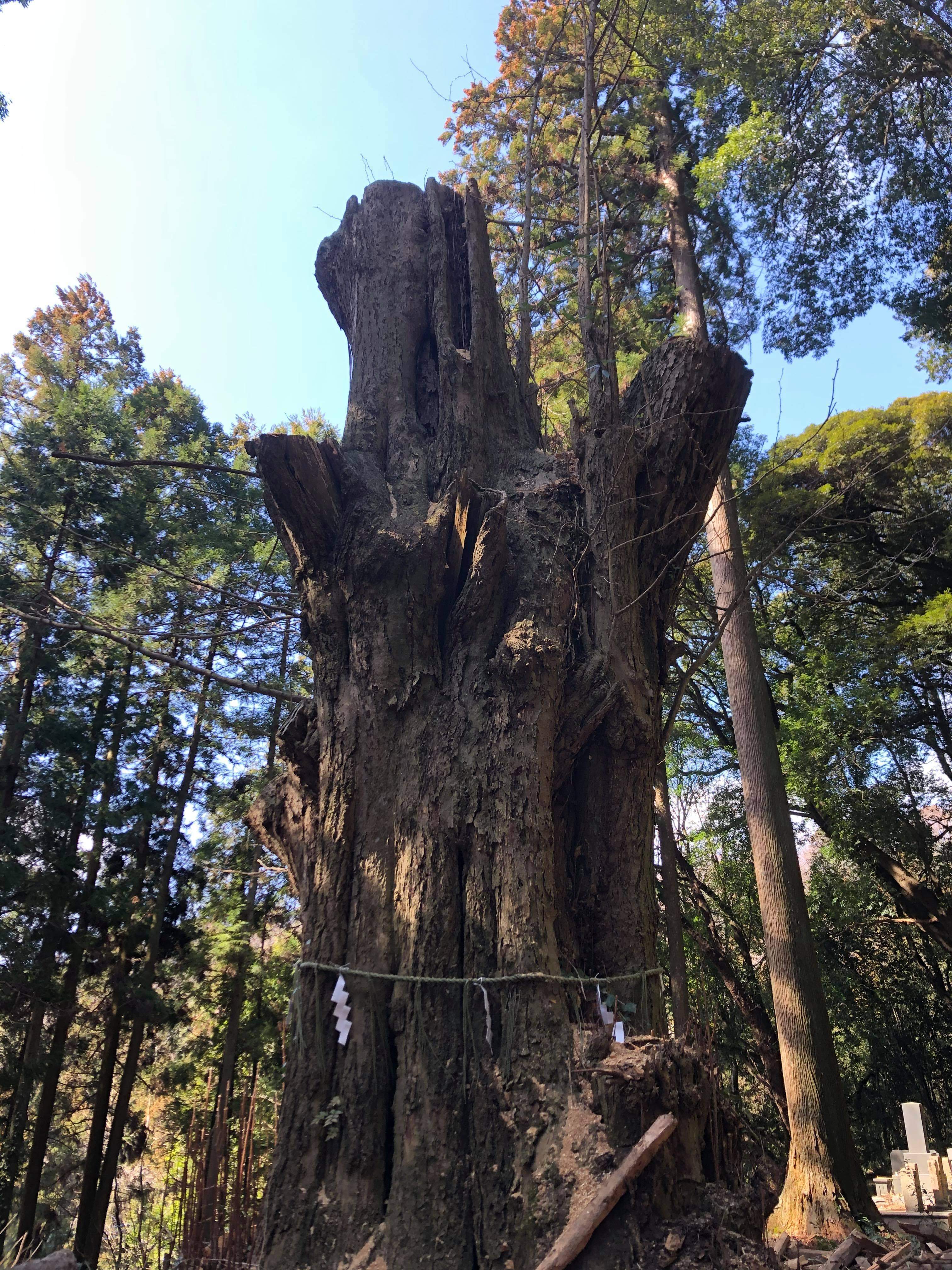 元金砂神社御神木