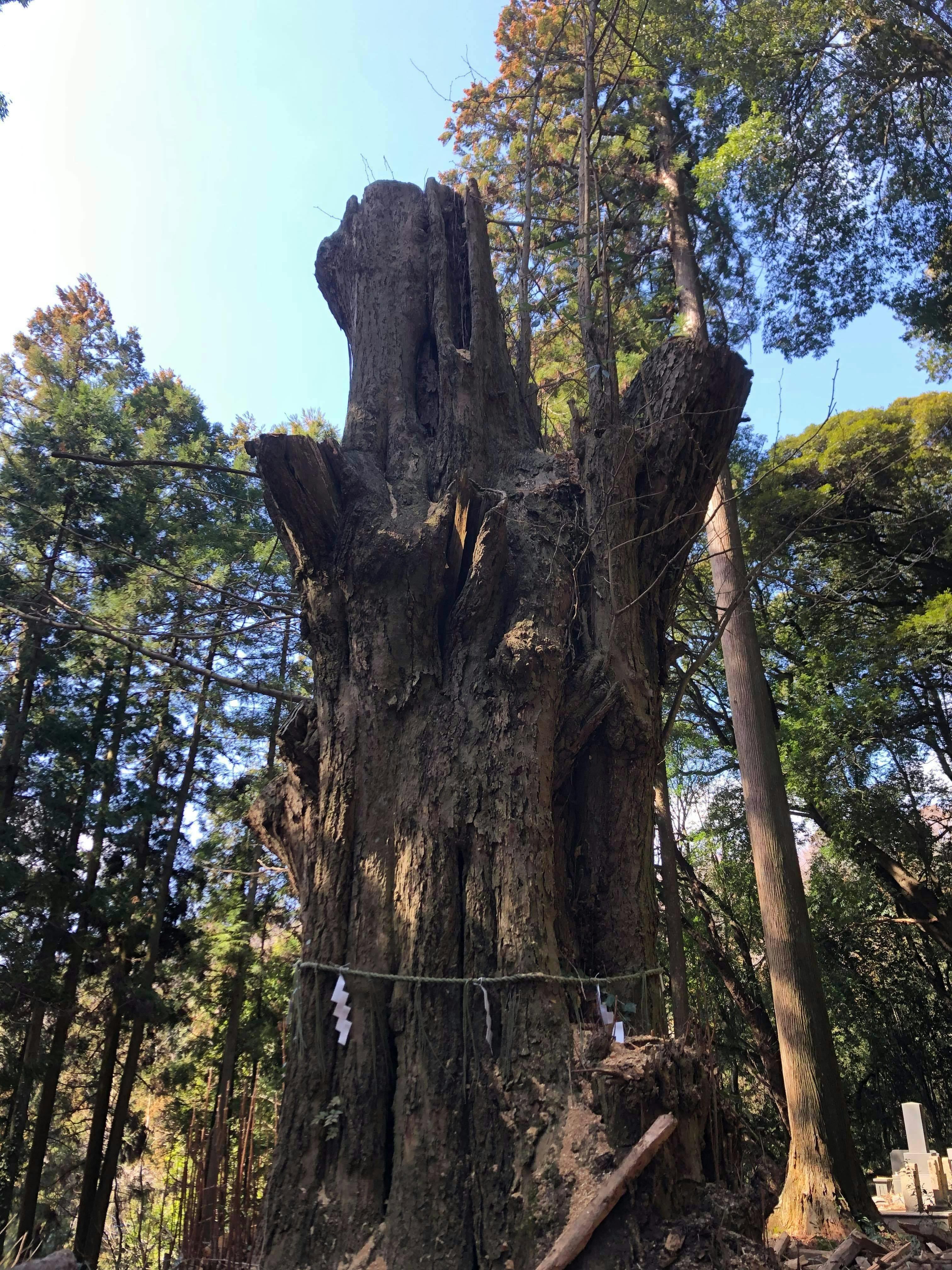 元金砂神社御神木