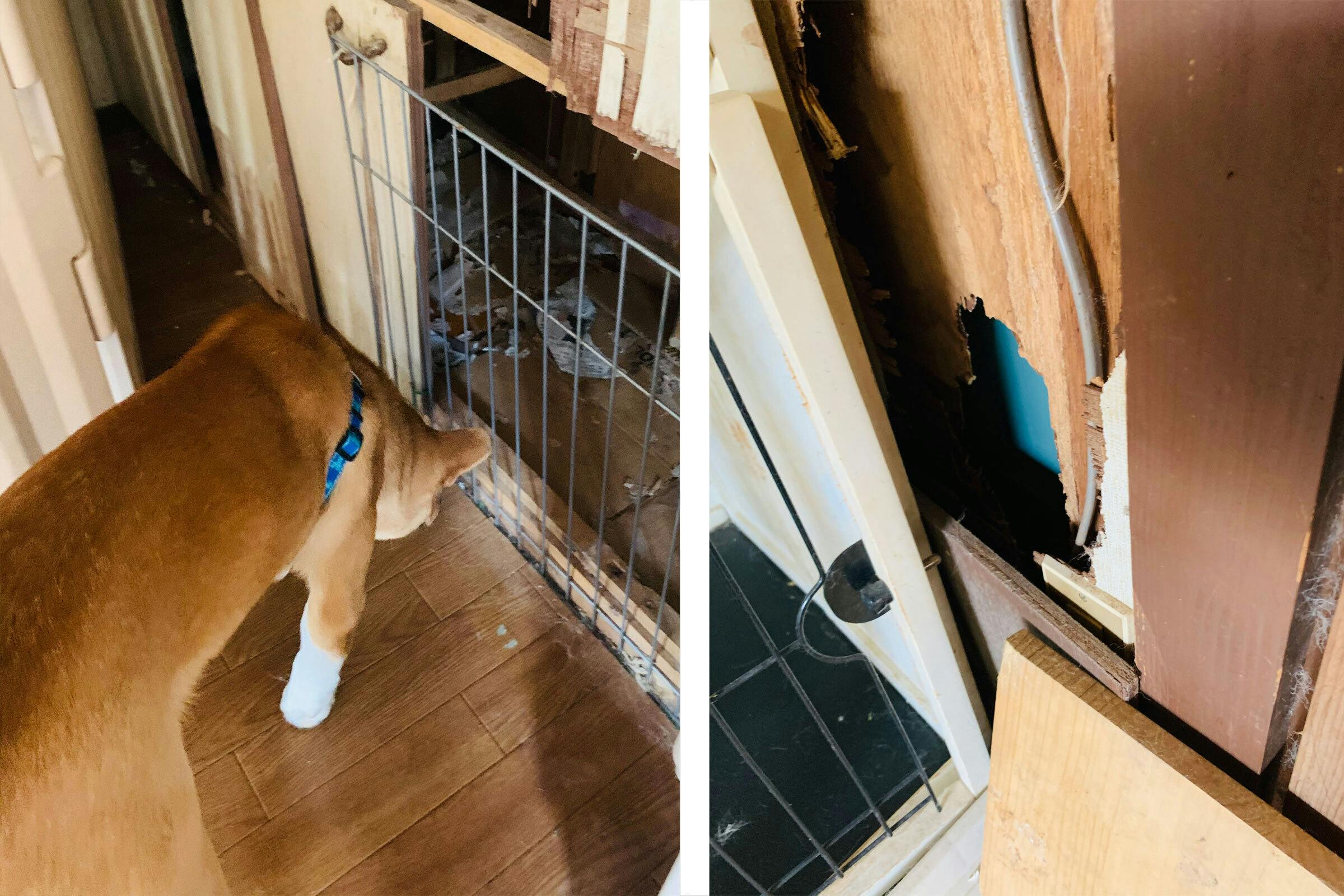 誰からも見放された猫や犬の命を救いたい 負傷動物を守る真の動物保護団体に支援を Campfire キャンプファイヤー 誰からも見放された猫や犬の命を救いたい 負傷動物を守る真の動物保護団体に支援を Campfire キャンプファイヤー