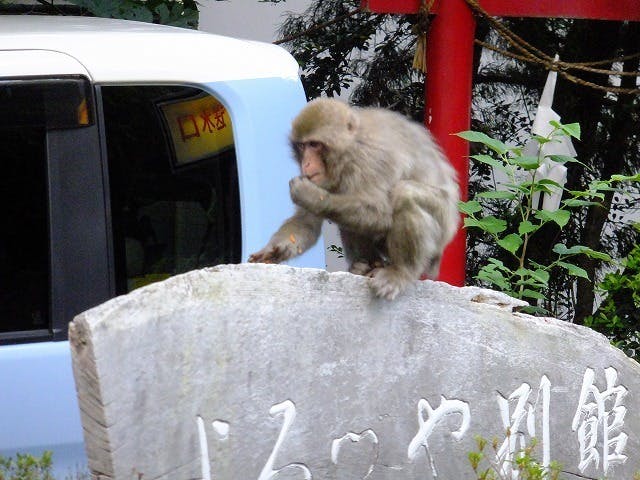 マスクを外して 北信州の美しい自然を遊ぼう 密を避けて野外を歩こう Campfire キャンプファイヤー マスクを外して 北信州の美しい自然を遊ぼう 密を避けて野外を歩こう Campfire キャンプファイヤー