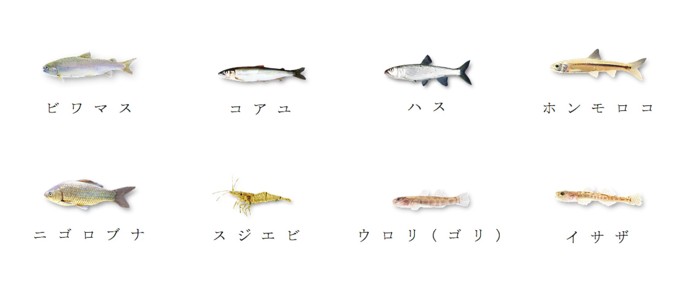 食べて応援 琵琶湖八珍 美味 珍味 びわ湖の湖魚を知って欲しい 食べて欲しい Campfire キャンプファイヤー 食べて応援 琵琶湖八珍 美味 珍味 びわ湖の湖魚を知って欲しい 食べて欲しい Campfire キャンプファイヤー