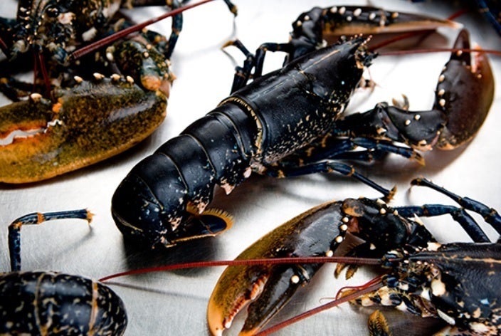 1000匹のオマール海老を救ってください Campfire キャンプファイヤー 1000匹のオマール海老を救ってください Campfire キャンプファイヤー