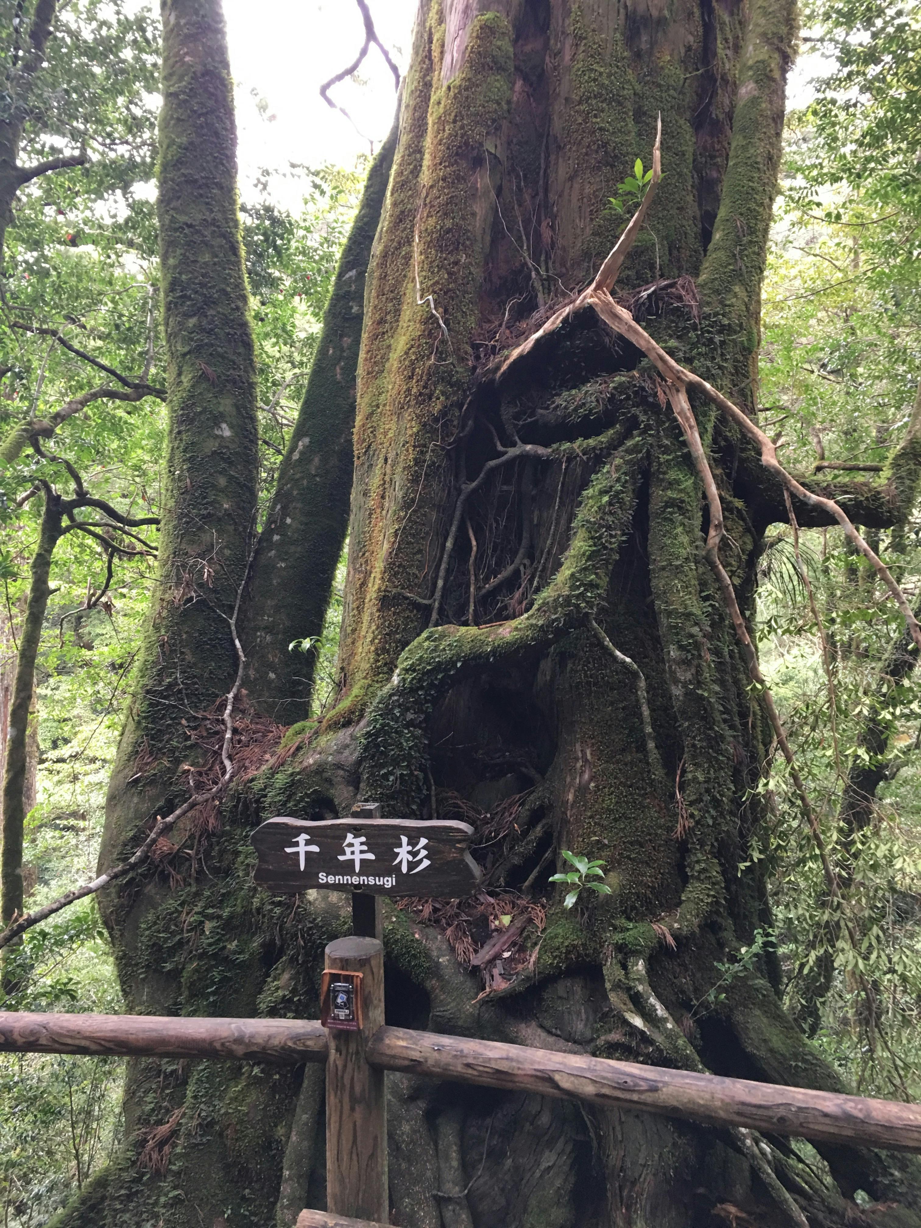 希少 世界自然遺産 屋久杉 特大原木 オブジェ -