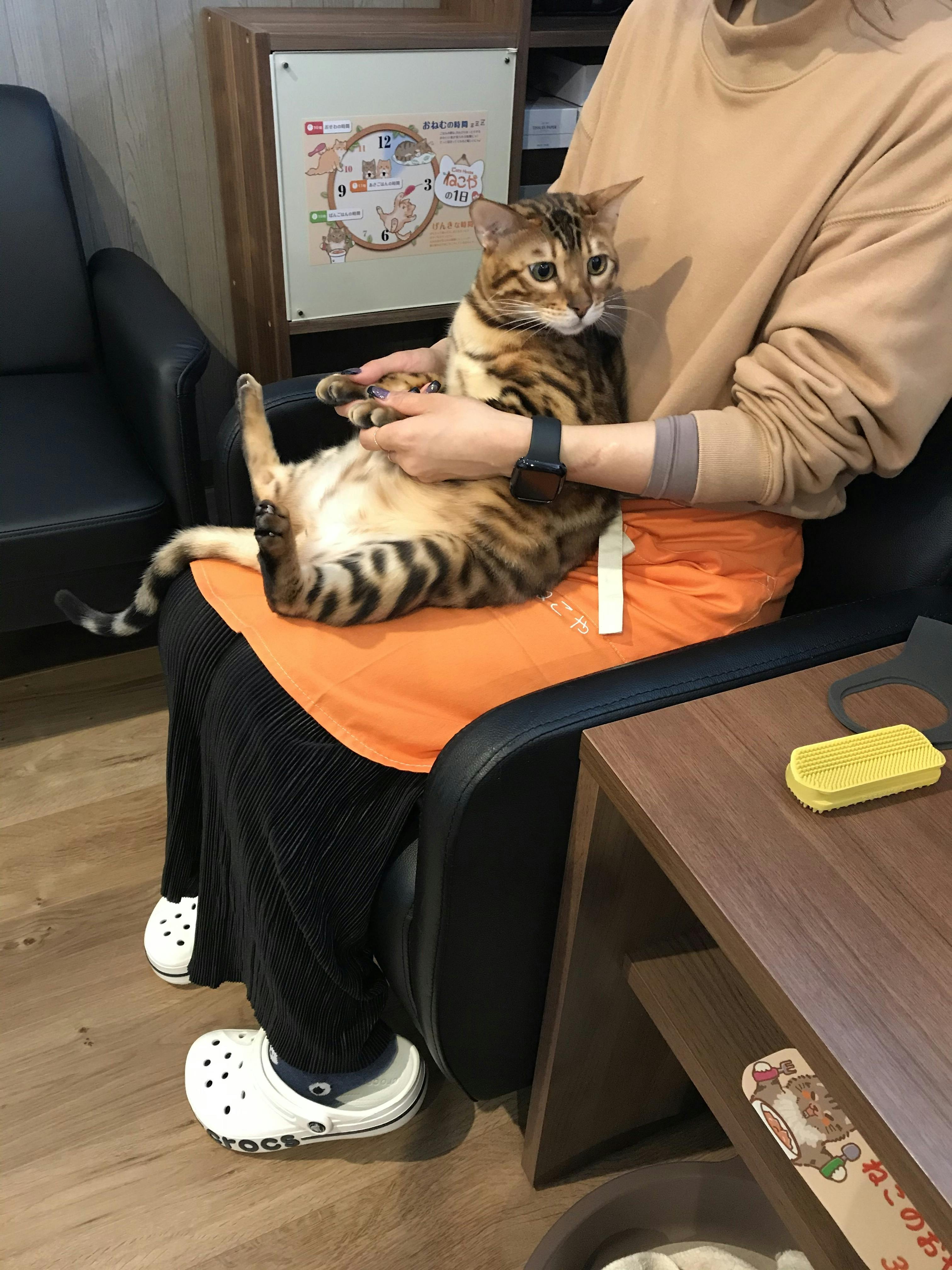 コロナ禍でピンチの新規猫カフェ ねこや を助けてください Campfire キャンプファイヤー コロナ禍でピンチの新規猫カフェ ねこや を助けてください Campfire キャンプファイヤー
