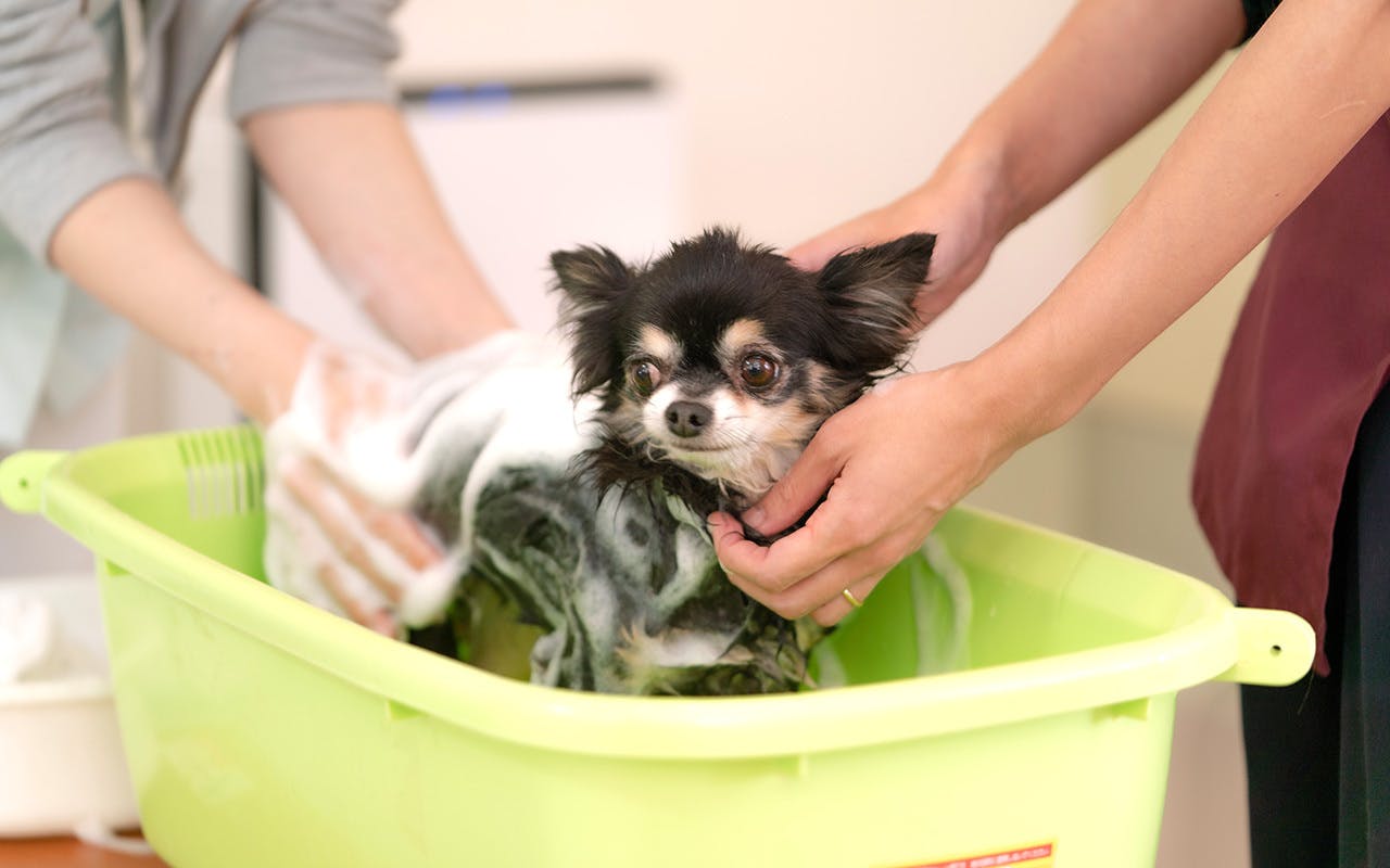 犬の皮膚に関する基礎研究を通して 犬のスキンケア文化を浸透させたい Campfire キャンプファイヤー 犬の皮膚に関する基礎研究を通して 犬のスキンケア文化を浸透させたい Campfire キャンプファイヤー