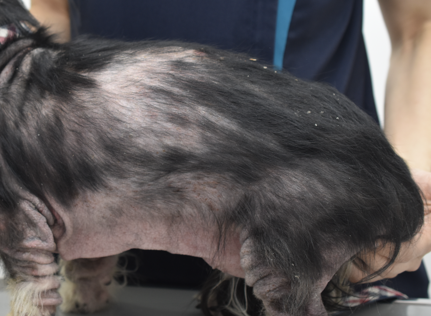 犬の皮膚に関する基礎研究を通して、犬のスキンケア文化を浸透させたい 