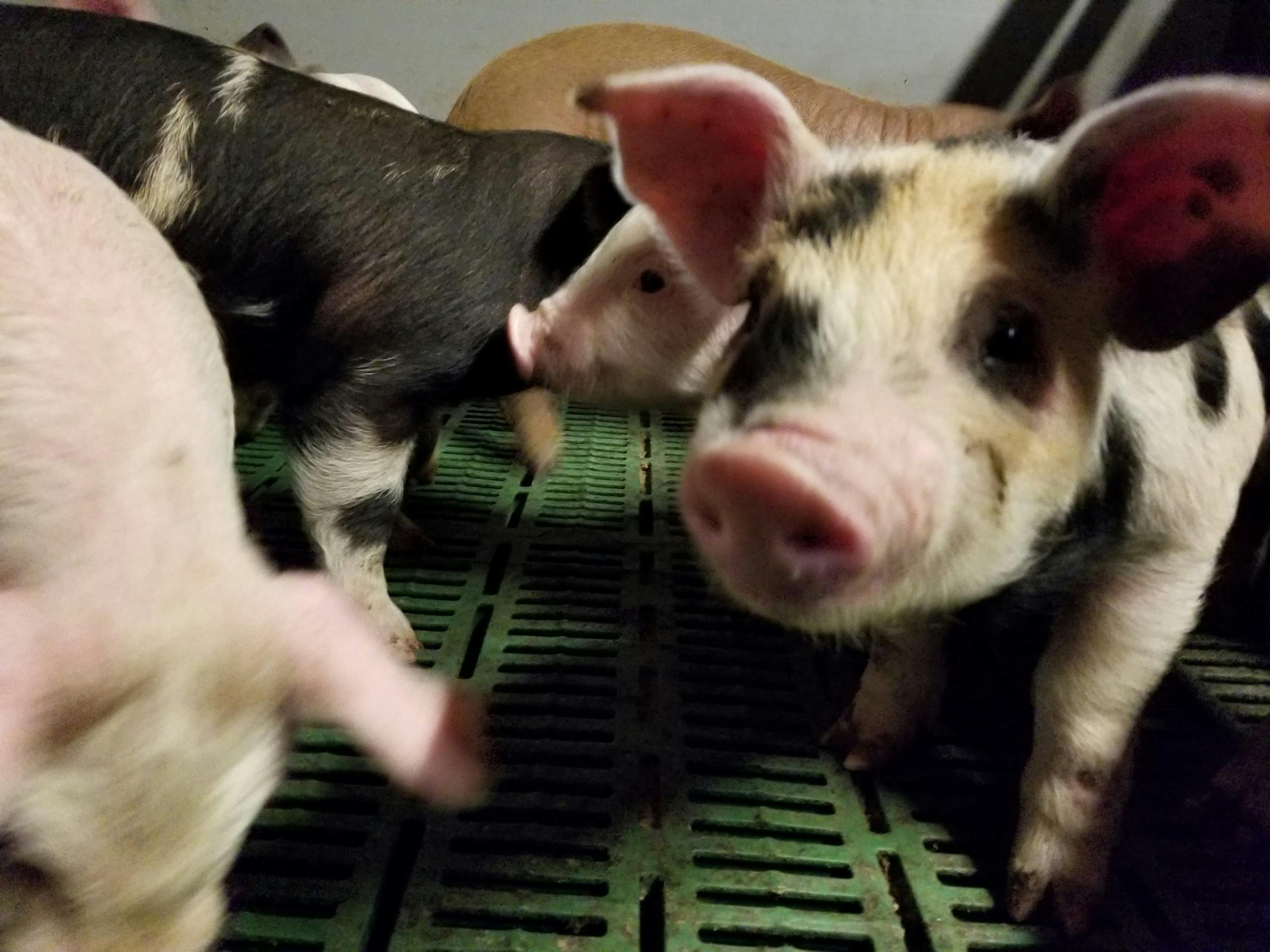 閲覧期待 あなたに子豚の 超絶かわいい を届ける Booチャンネル 動画制作 Campfire キャンプファイヤー 閲覧期待 あなたに子豚の 超絶かわいい を届ける Booチャンネル 動画制作 Campfire キャンプファイヤー