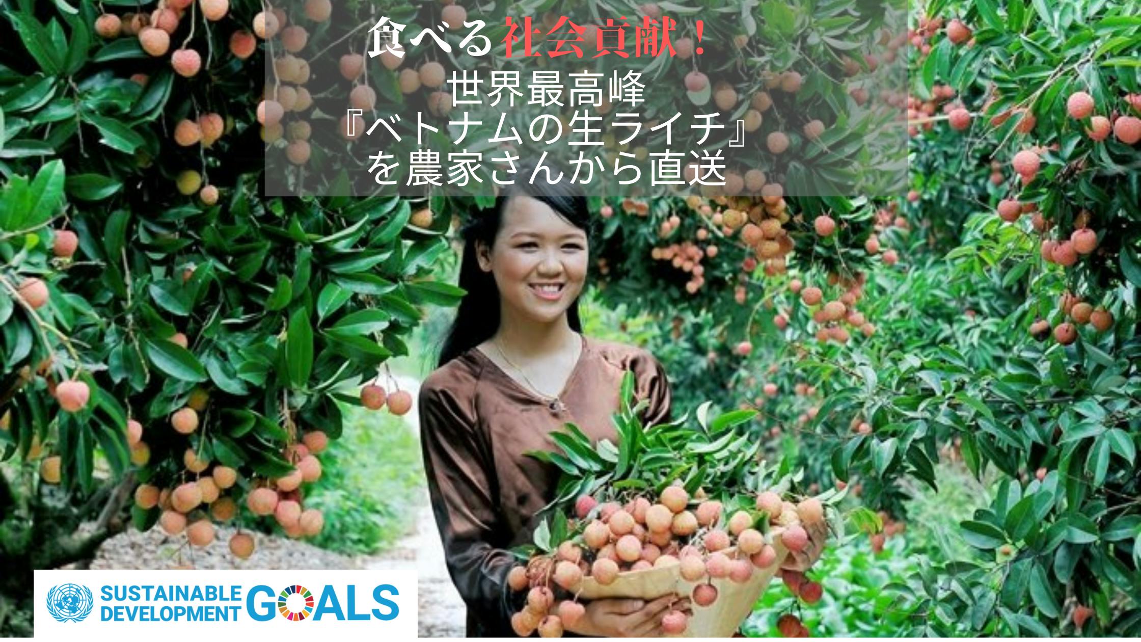 72％以上節約72％以上節約ベトナム産ライチ4キロ 果物