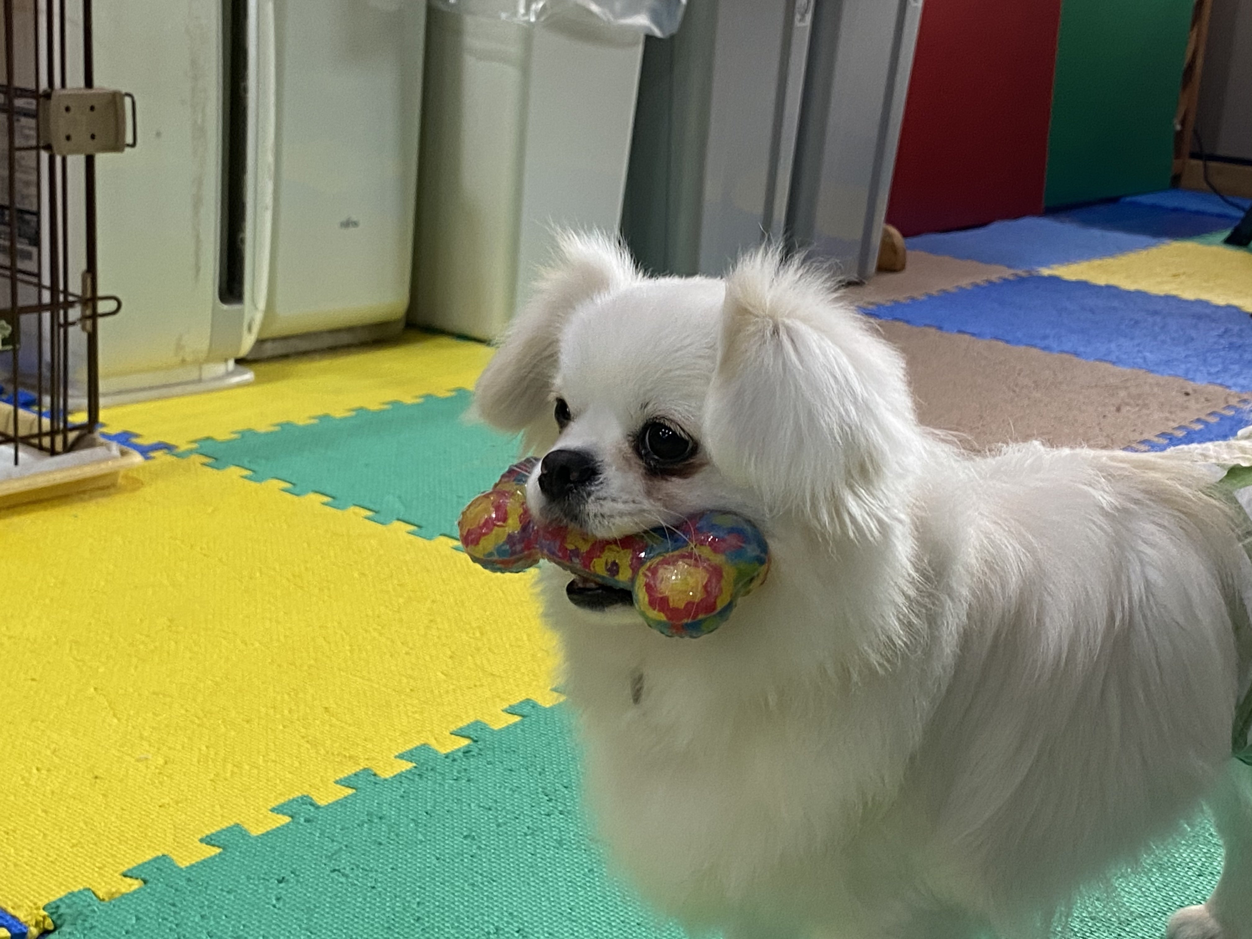 殺処分の無い日本を作りたい Campfire キャンプファイヤー