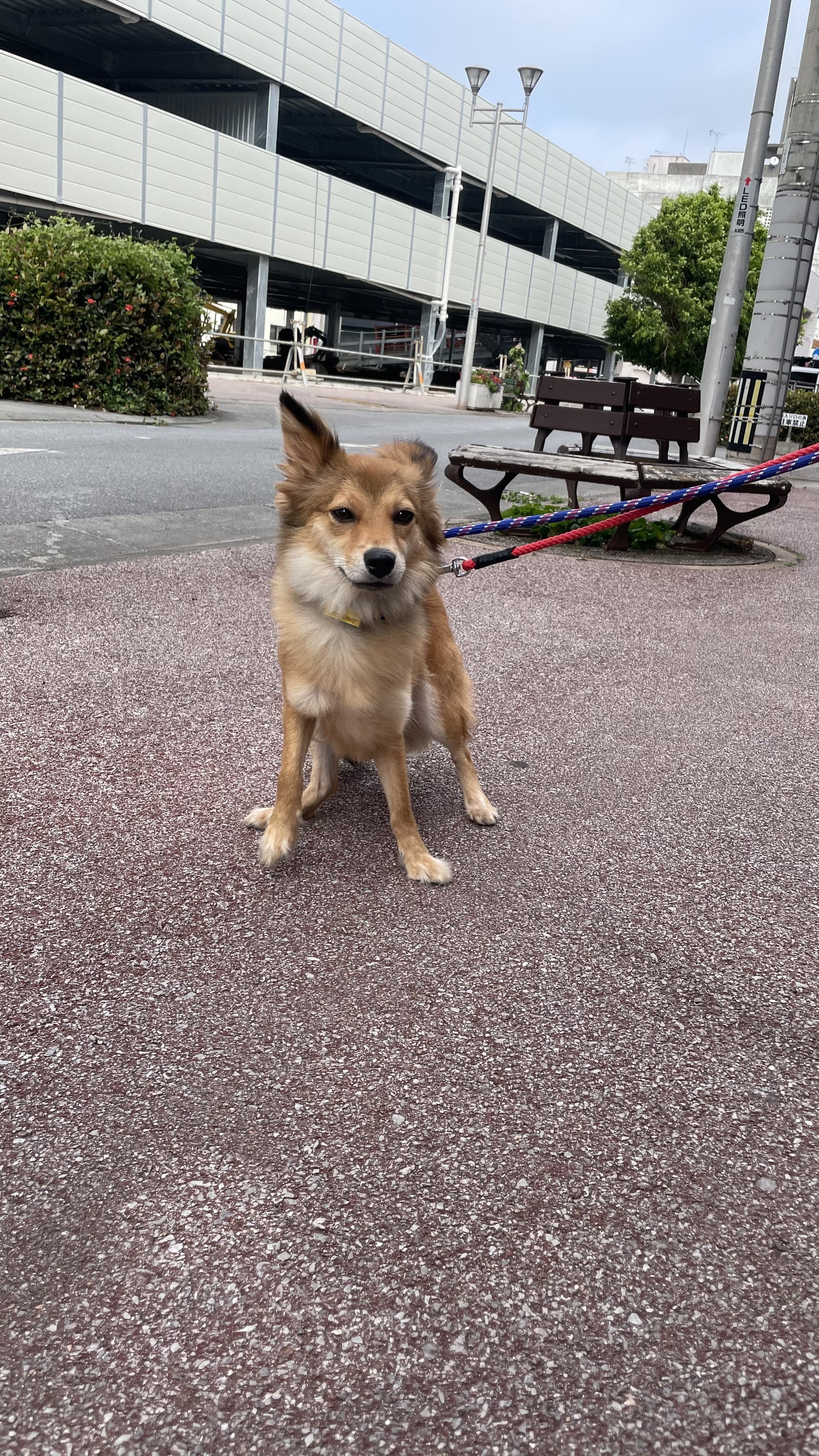 殺処分の無い日本を作りたい Campfire キャンプファイヤー