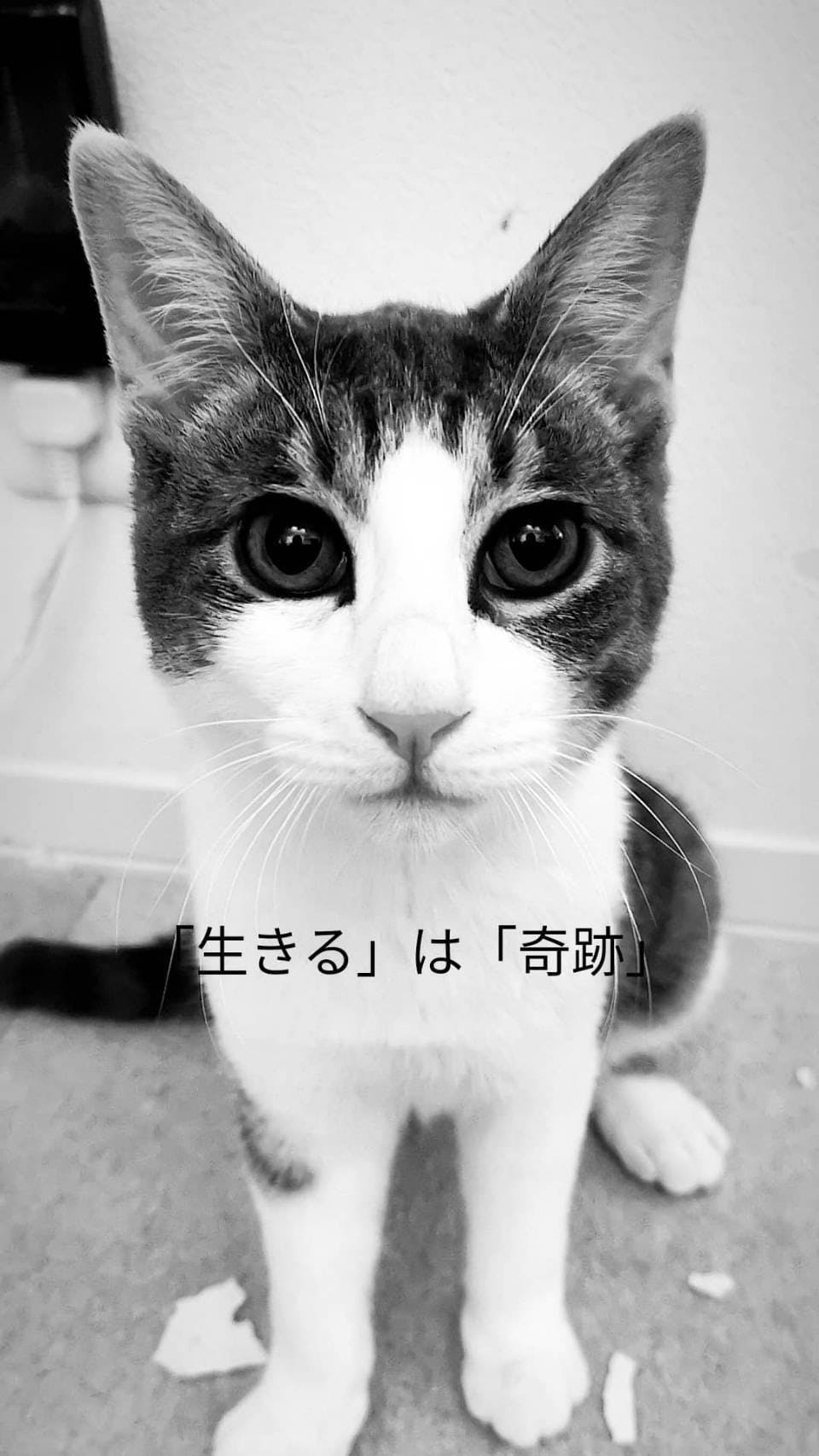 絵本 奇跡のまっくろクロスケ 仮 チャリティーブック制作で保護猫を助けたい Campfire キャンプファイヤー 絵本 奇跡のまっくろクロスケ 仮 チャリティーブック制作で保護猫を助けたい Campfire キャンプファイヤー