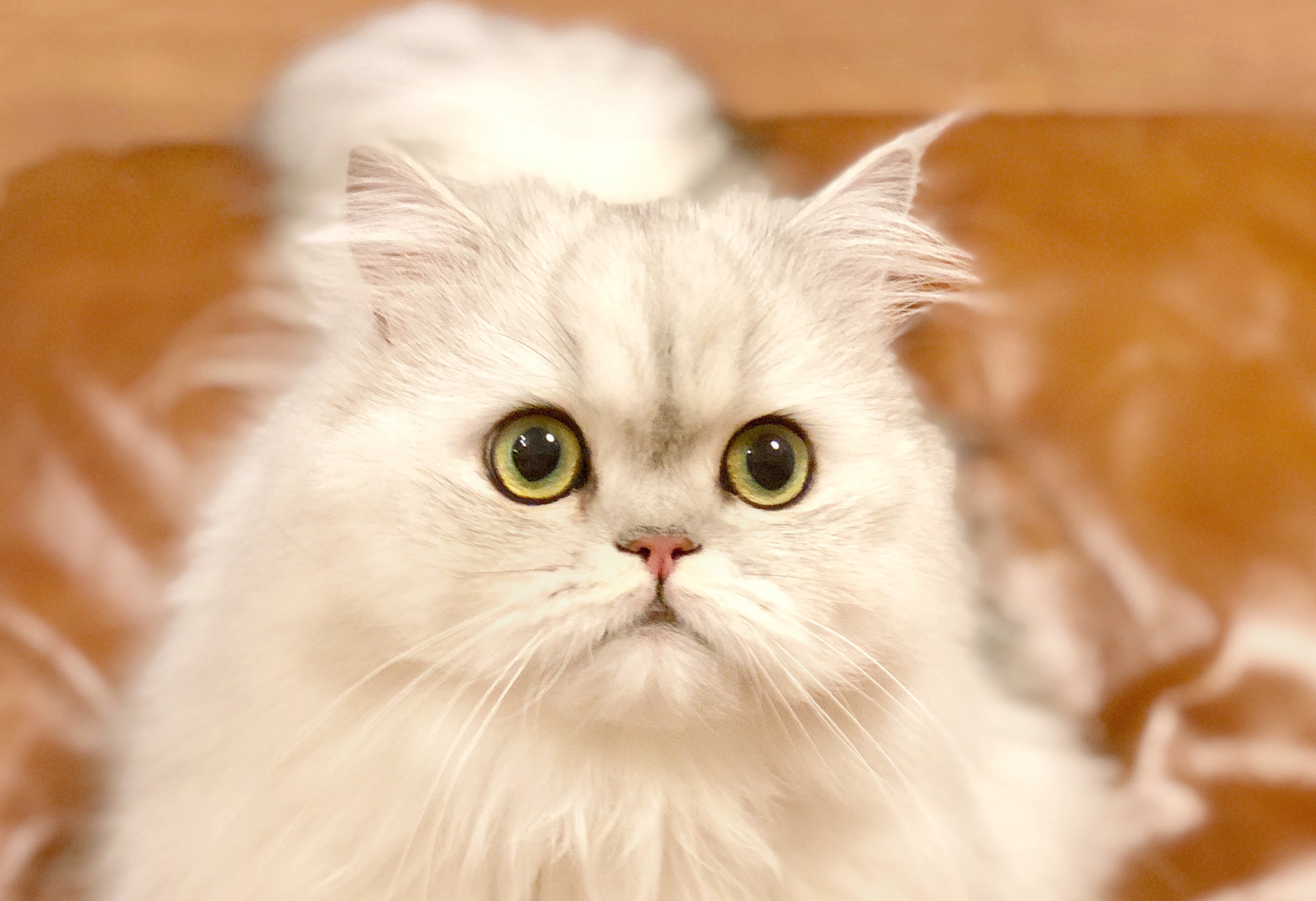 鼻ぺちゃ猫にも優しいフードボウル パウ ボウル Onigiri を商品化したい Campfire キャンプファイヤー 鼻ぺちゃ猫にも優しいフードボウル パウ ボウル Onigiri を商品化したい Campfire キャンプファイヤー