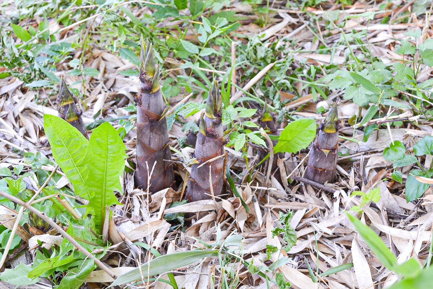 北信濃特産の筍 淡竹 を継承するため お力をお貸しください Campfire キャンプファイヤー 北信濃特産の筍 淡竹 を継承するため お力をお貸しください Campfire キャンプファイヤー