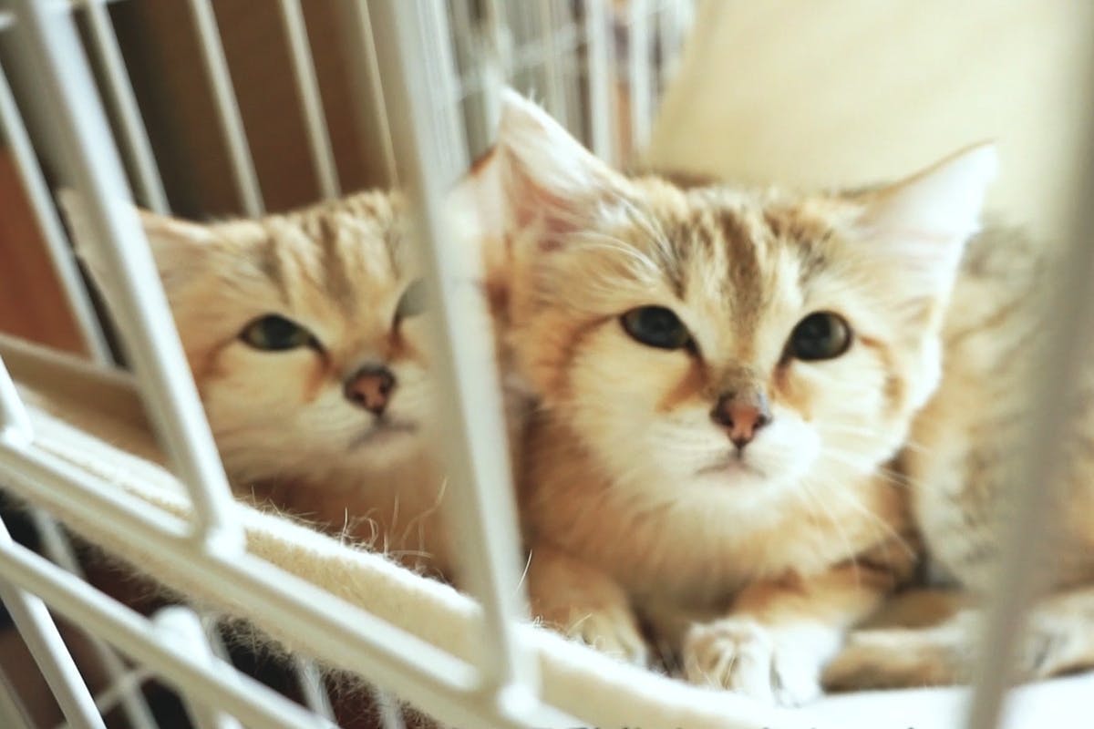 東京 日本初 フェネック スナネコ専門の砂漠の動物カフェ作ります Campfire キャンプファイヤー 東京 日本初 フェネック スナネコ専門の砂漠の動物カフェ作ります Campfire キャンプファイヤー