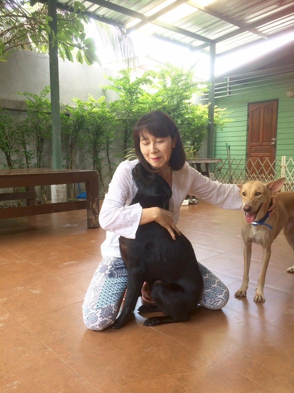 保護犬を英国の里親様に届ける高額輸送費を調達したい Campfire キャンプファイヤー 保護犬を英国の里親様に届ける高額輸送費を調達したい Campfire キャンプファイヤー