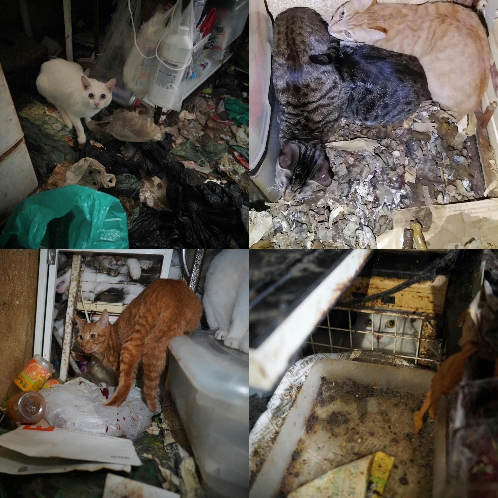 絵本 奇跡のまっくろクロスケ 仮 チャリティーブック制作で保護猫を助けたい Campfire キャンプファイヤー 絵本 奇跡のまっくろクロスケ 仮 チャリティーブック制作で保護猫を助けたい Campfire キャンプファイヤー