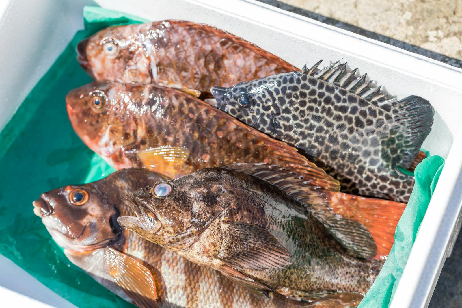 南伊豆で獲れる まだ知られていない地魚 をたくさんの人に味わってほしい Campfire キャンプファイヤー 南伊豆で獲れる まだ知られていない地魚 をたくさんの人に味わってほしい Campfire キャンプファイヤー
