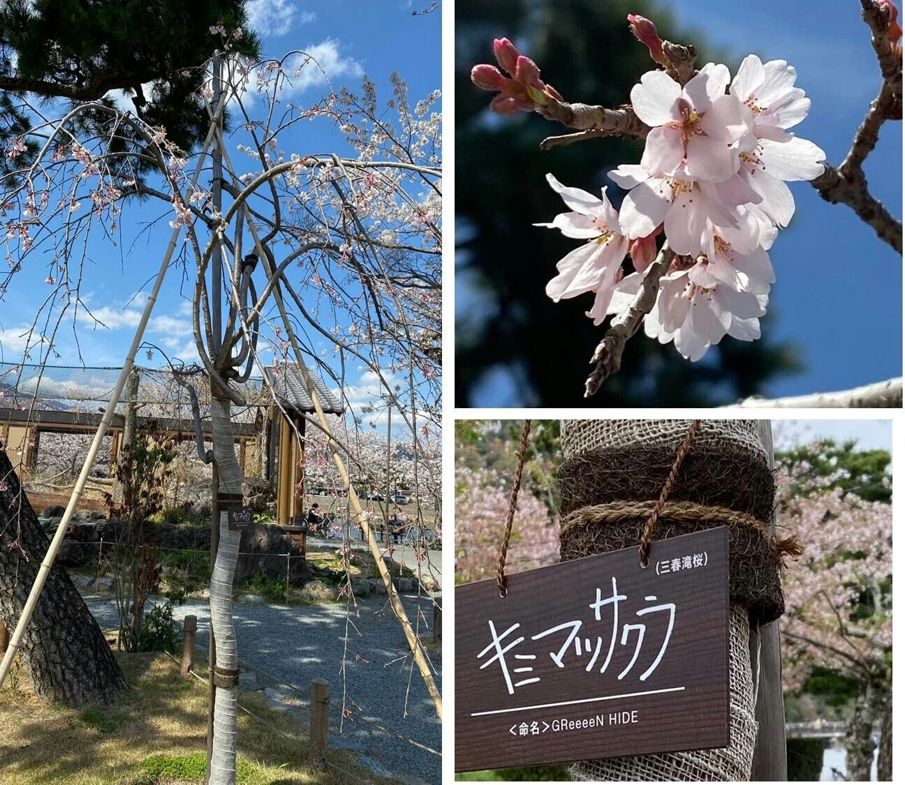 京都 嵐山から 絶品 きなこシロップ をお届け おうち時間に旅気分と希望を Campfire キャンプファイヤー 京都 嵐山から 絶品 きなこシロップ をお届け おうち時間に旅気分と希望を Campfire キャンプファイヤー