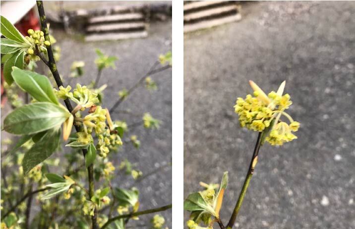 クロモジの花