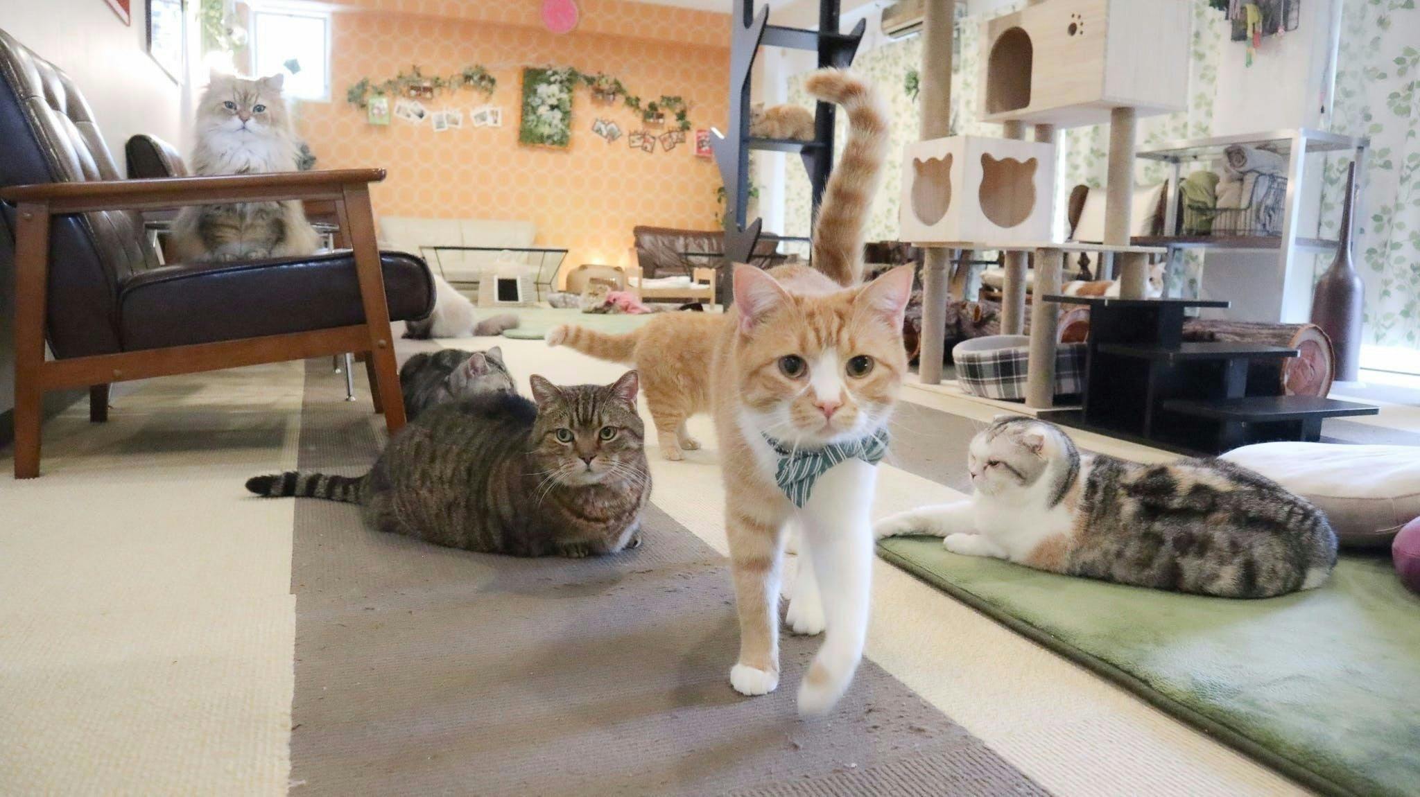 長野の猫カフェ ねこカフェなる営業継続支援のお願いです Campfire キャンプファイヤー 長野の猫カフェ ねこカフェなる営業継続支援のお願いです Campfire キャンプファイヤー