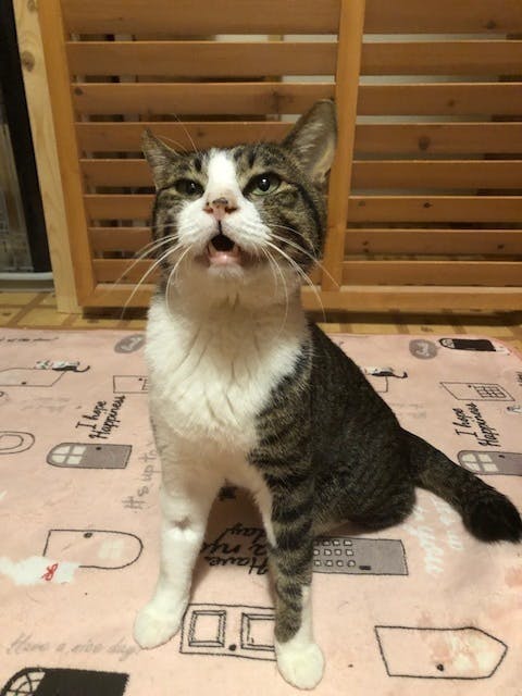 ストレスを受けやすい病気や高齢猫のためにサナトリウム 療養施設 を作りたい Campfire キャンプファイヤー ストレスを受けやすい病気や高齢猫のためにサナトリウム 療養施設 を作りたい Campfire キャンプファイヤー