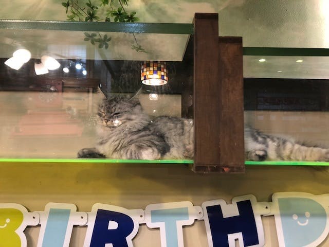 ストレスを受けやすい病気や高齢猫のためにサナトリウム 療養施設 を作りたい Campfire キャンプファイヤー ストレスを受けやすい病気や高齢猫のためにサナトリウム 療養施設 を作りたい Campfire キャンプファイヤー