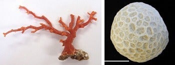 宝石サンゴ（左）と造礁サンゴ（右）の炭酸塩骨格。（珊瑚の文化誌より）