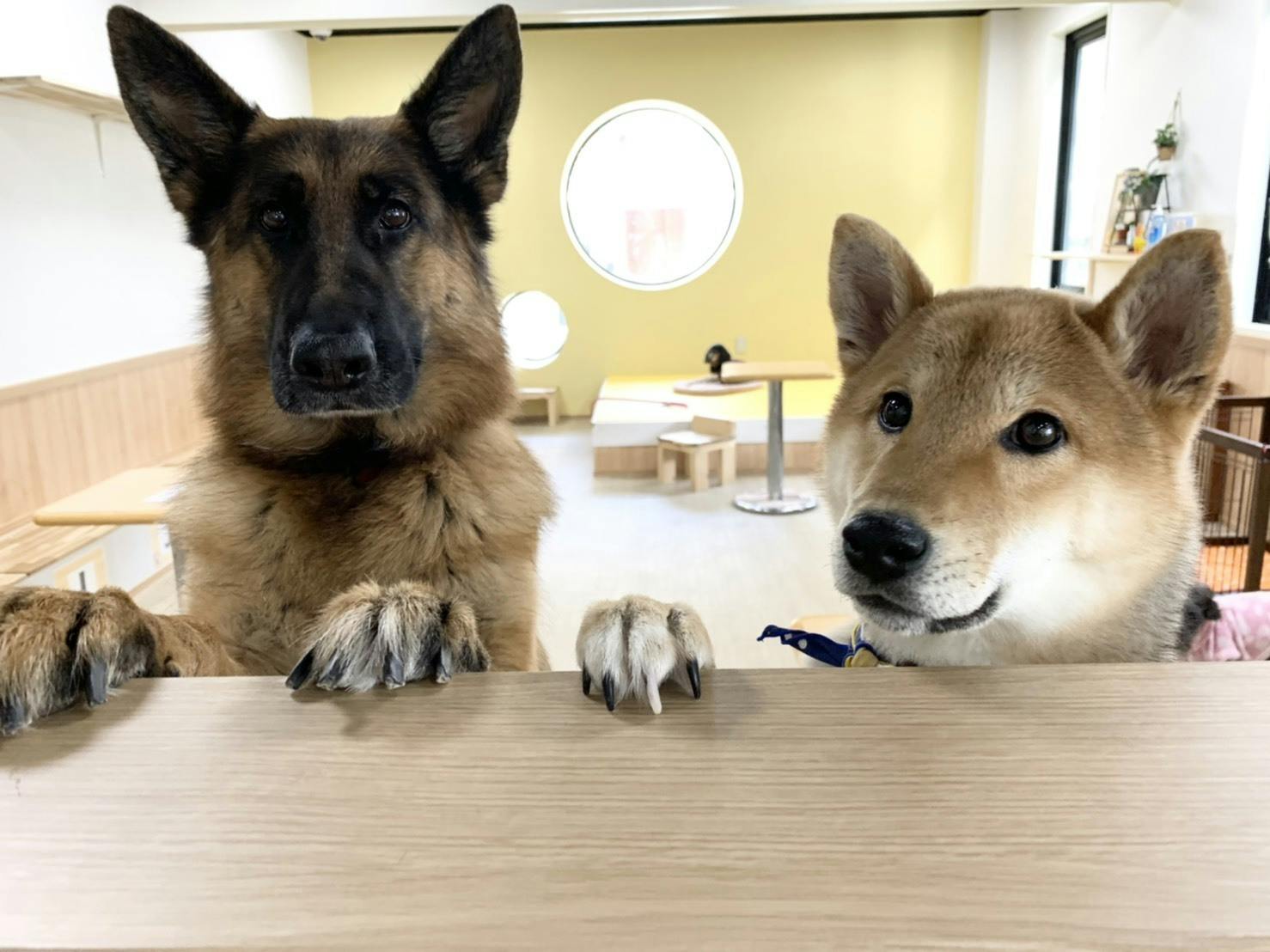 助けてください 京都の老舗犬猫ふれあいカフェ存続の危機 Campfire キャンプファイヤー 助けてください 京都の老舗犬猫ふれあいカフェ存続の危機 Campfire キャンプファイヤー