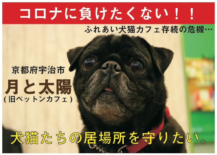 助けてください 京都の老舗犬猫ふれあいカフェ存続の危機 Campfire キャンプファイヤー 助けてください 京都の老舗犬猫ふれあいカフェ存続の危機 Campfire キャンプファイヤー