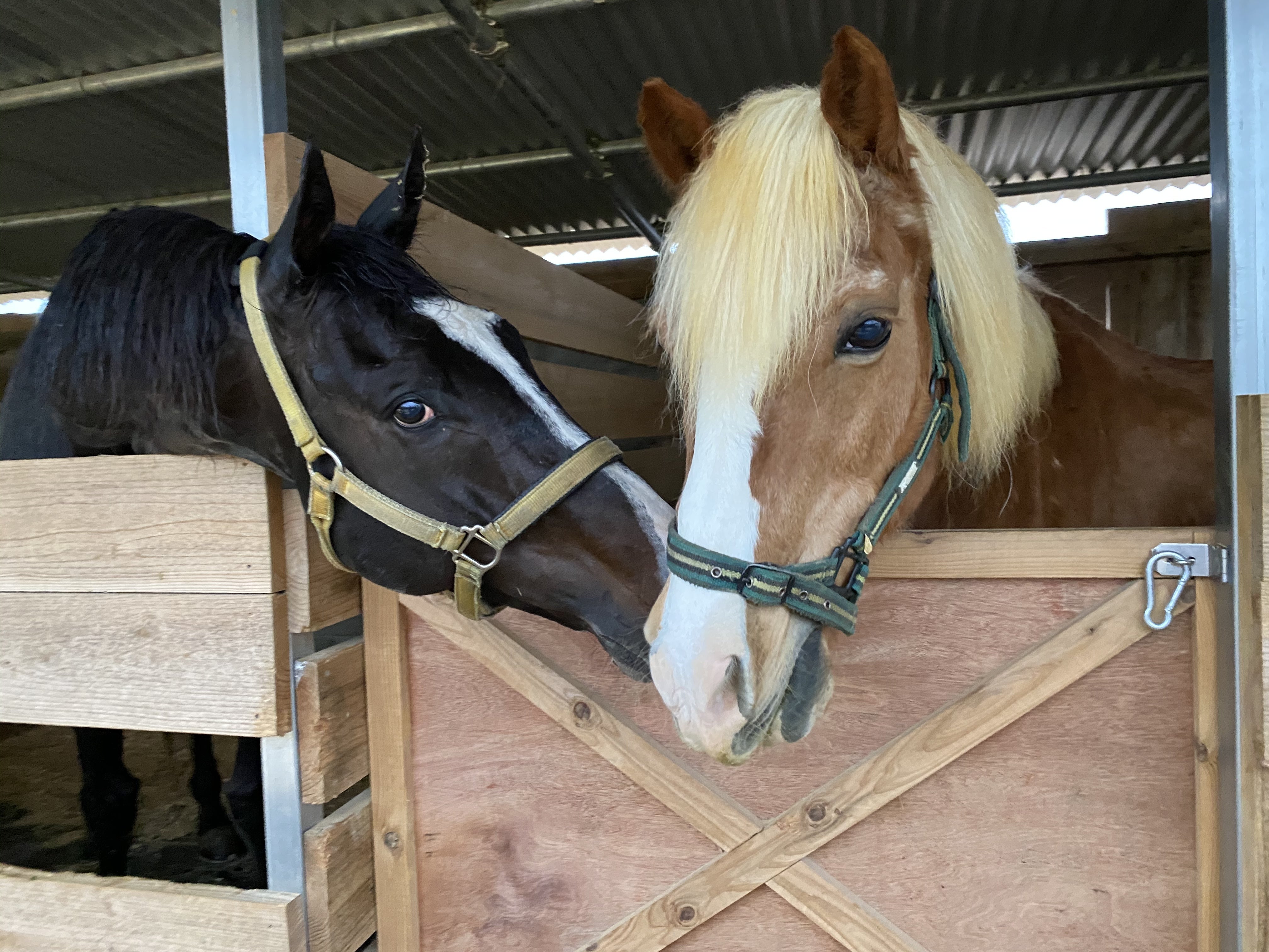 競争馬がやってきた！ CAMPFIREコミュニティ