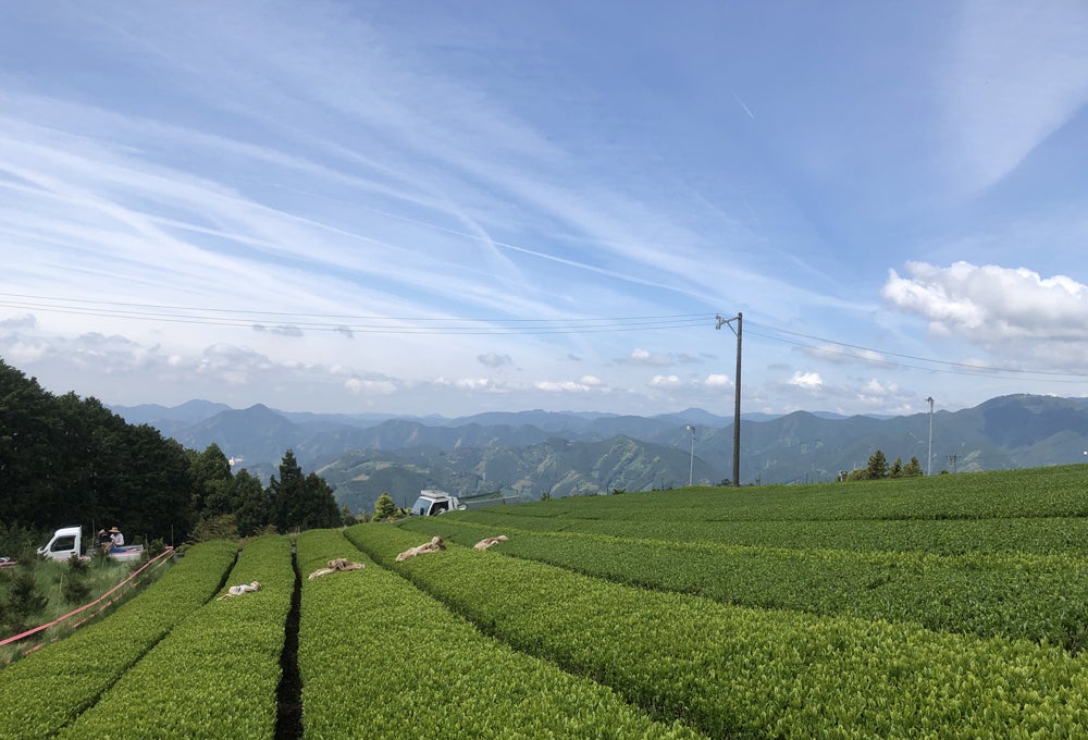第3弾 静岡から無農薬有機栽培の新茶を届けたい Campfire キャンプファイヤー