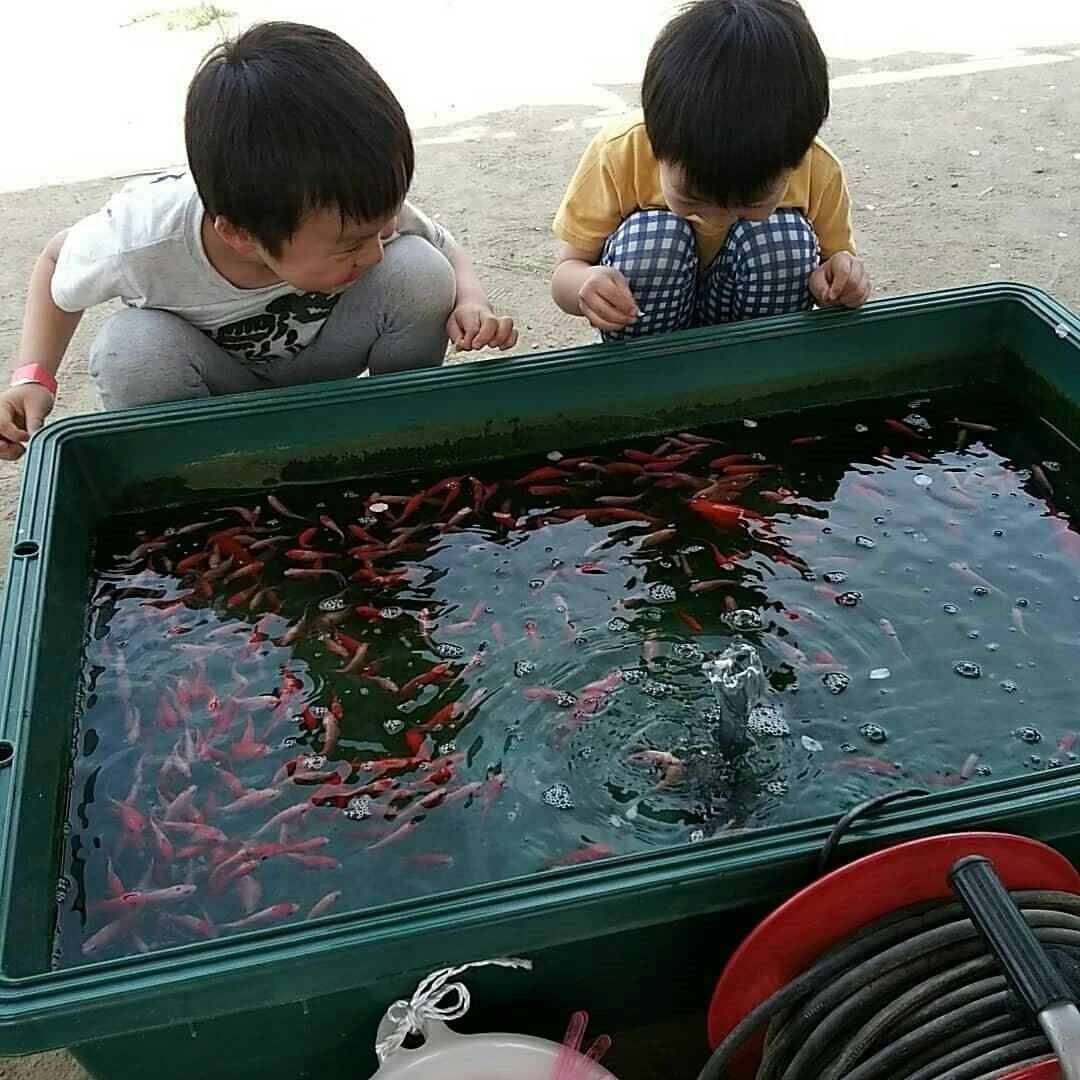 金魚づきあい で街に活気を取り戻そう 鎌倉金魚まつり プロジェクト Campfire キャンプファイヤー 金魚づきあい で街に活気を取り戻そう 鎌倉金魚まつり プロジェクト Campfire キャンプファイヤー