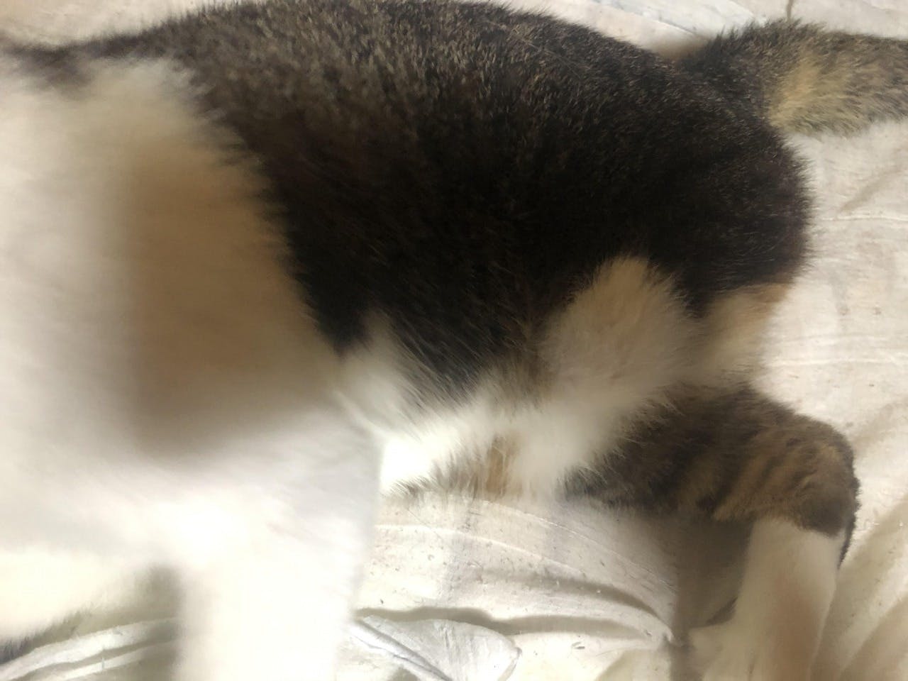 保護した子猫の里親探しの継続および障害猫の義足を作りたい 