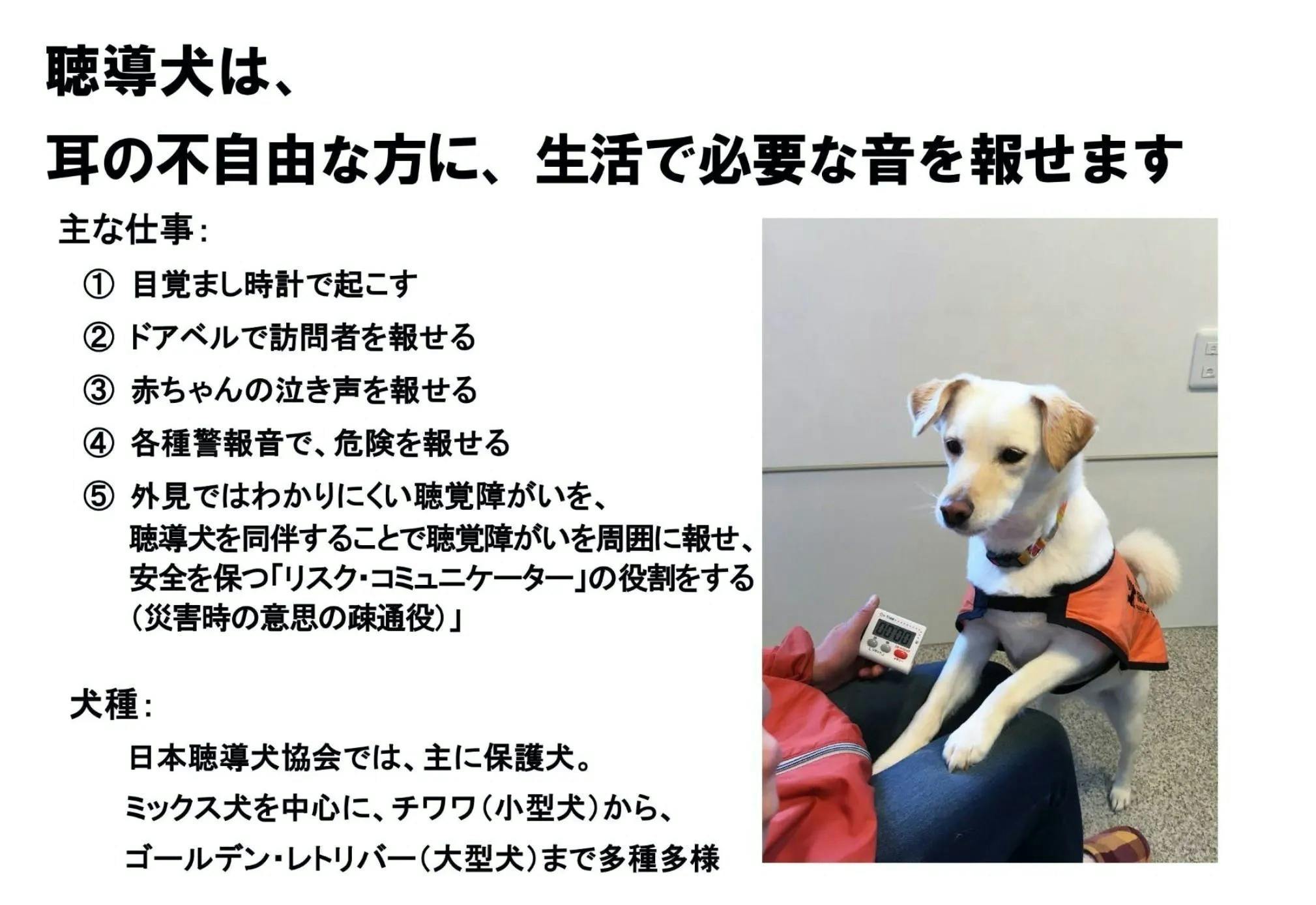激減する収入 増える聴導犬 介助犬希望 コロナ乗越え 補助犬育成を継続したい Campfire キャンプファイヤー 激減する収入 増える聴導犬 介助犬希望 コロナ乗越え 補助犬育成を継続したい Campfire キャンプファイヤー