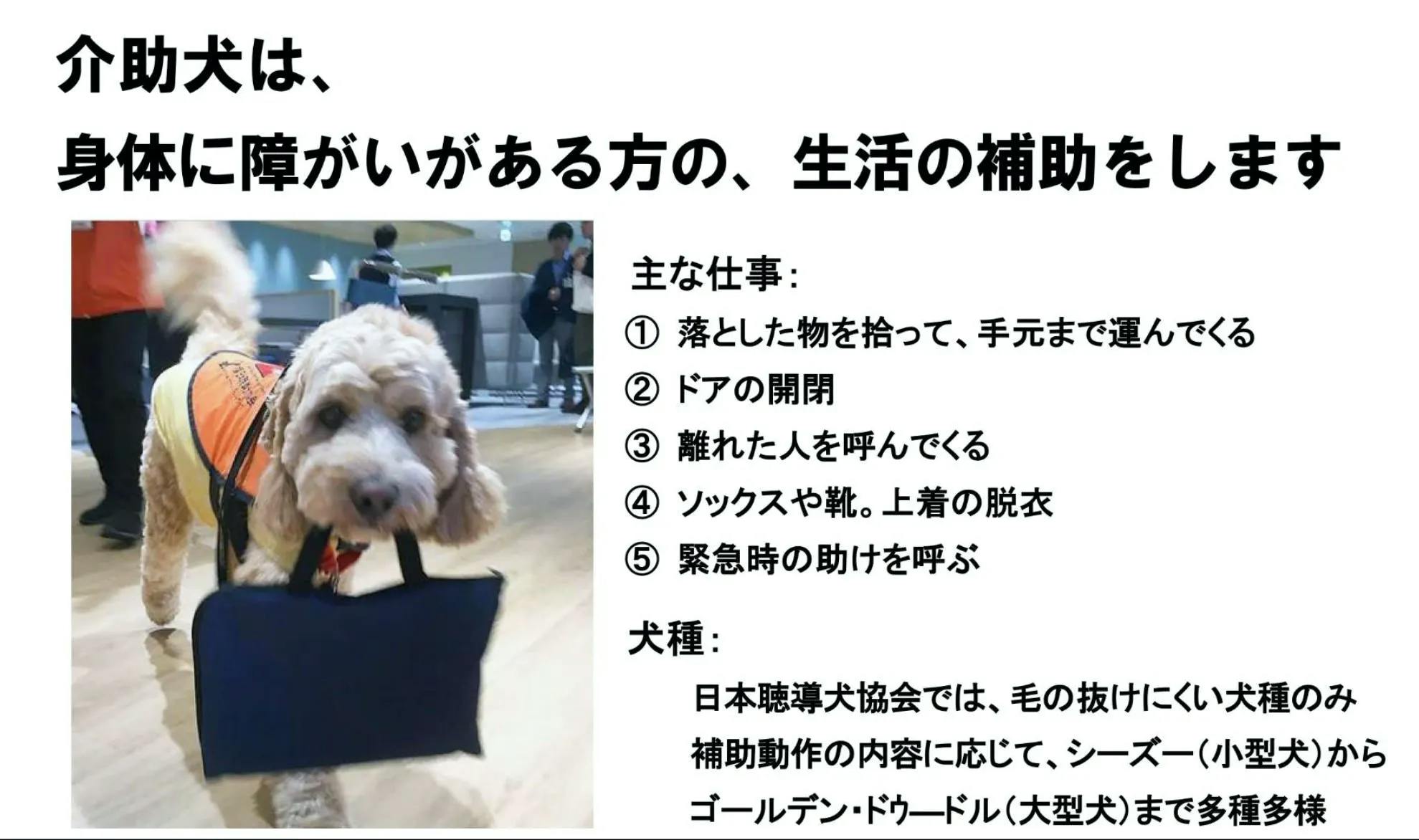激減する収入 増える聴導犬 介助犬希望 コロナ乗越え 補助犬育成を継続したい Campfire キャンプファイヤー 激減する収入 増える聴導犬 介助犬希望 コロナ乗越え 補助犬育成を継続したい Campfire キャンプファイヤー