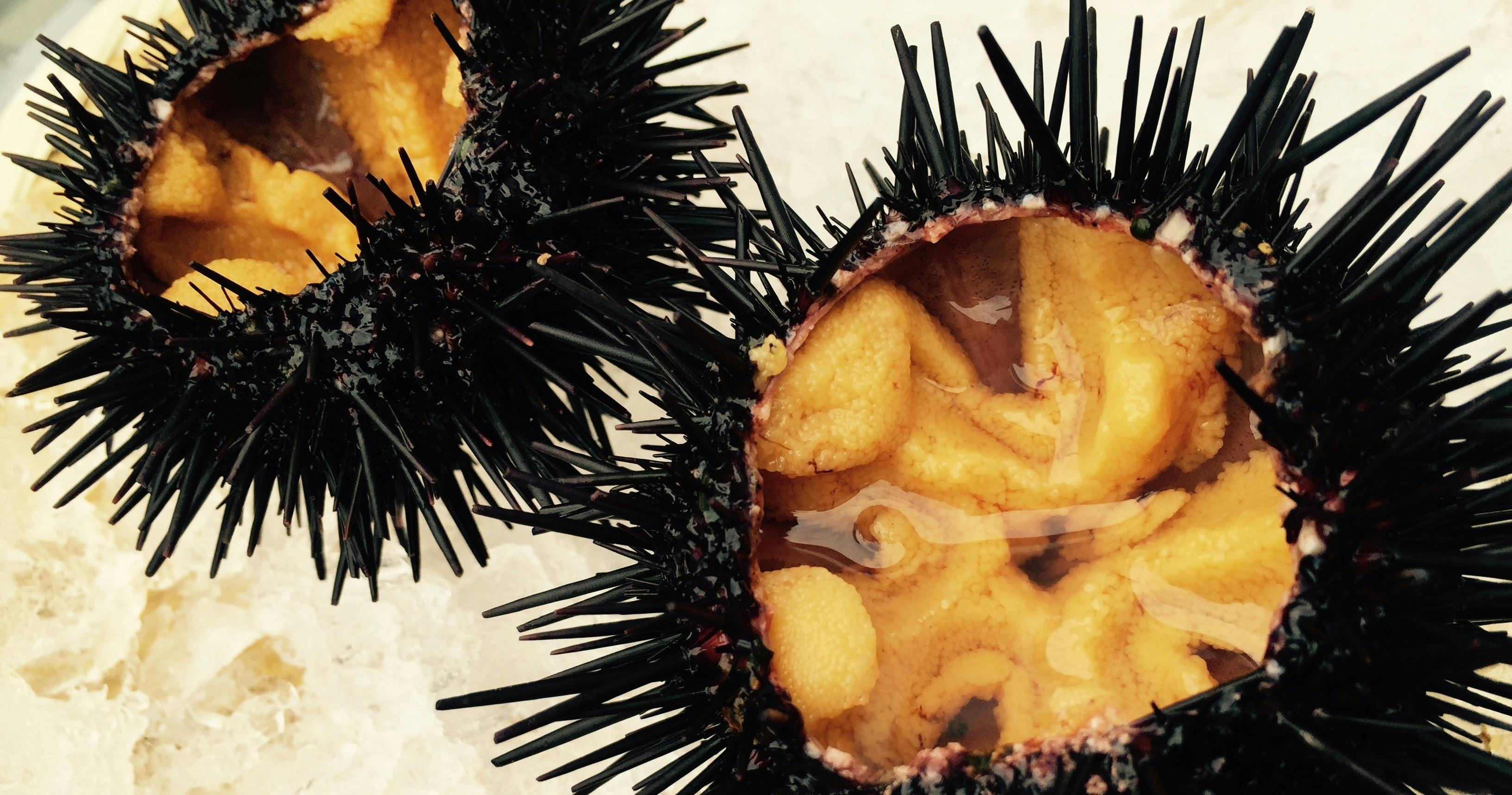 Uni Farm Project おいしい養殖うにを育て 水産業の未来を創る Campfire キャンプファイヤー Uni Farm Project おいしい養殖うにを育て 水産業の未来を創る Campfire キャンプファイヤー