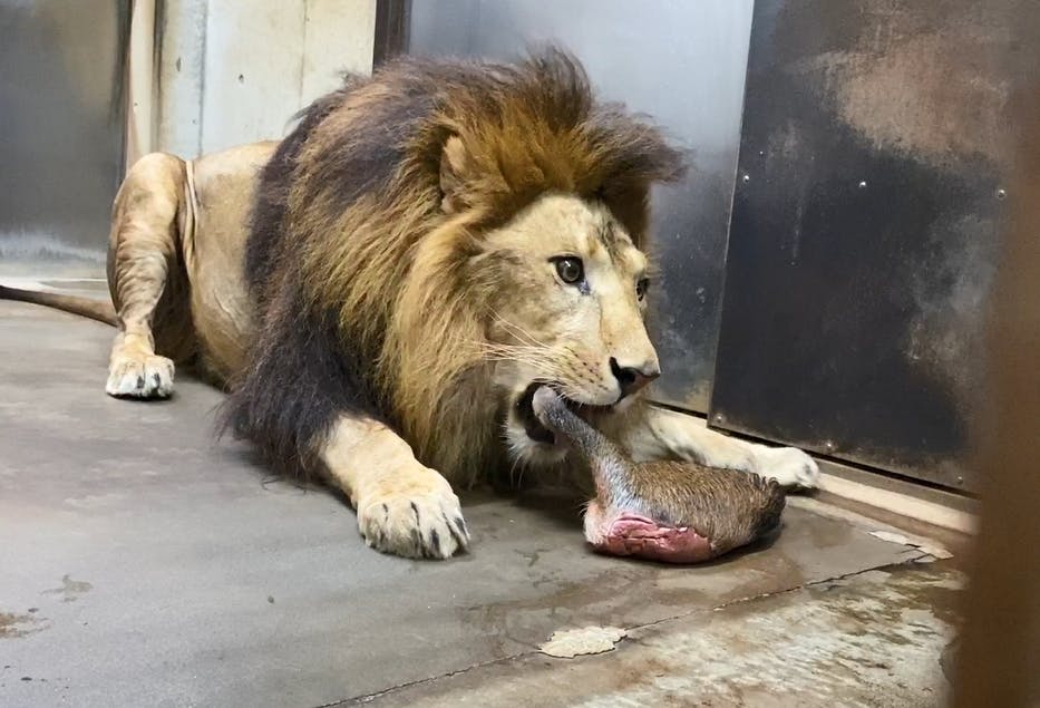 動物たちに より豊かで幸せな日々 を届けるため 屠体給餌をサポートしてください Campfire キャンプファイヤー 動物たちに より豊かで幸せな日々 を届けるため 屠体給餌をサポートしてください Campfire キャンプファイヤー
