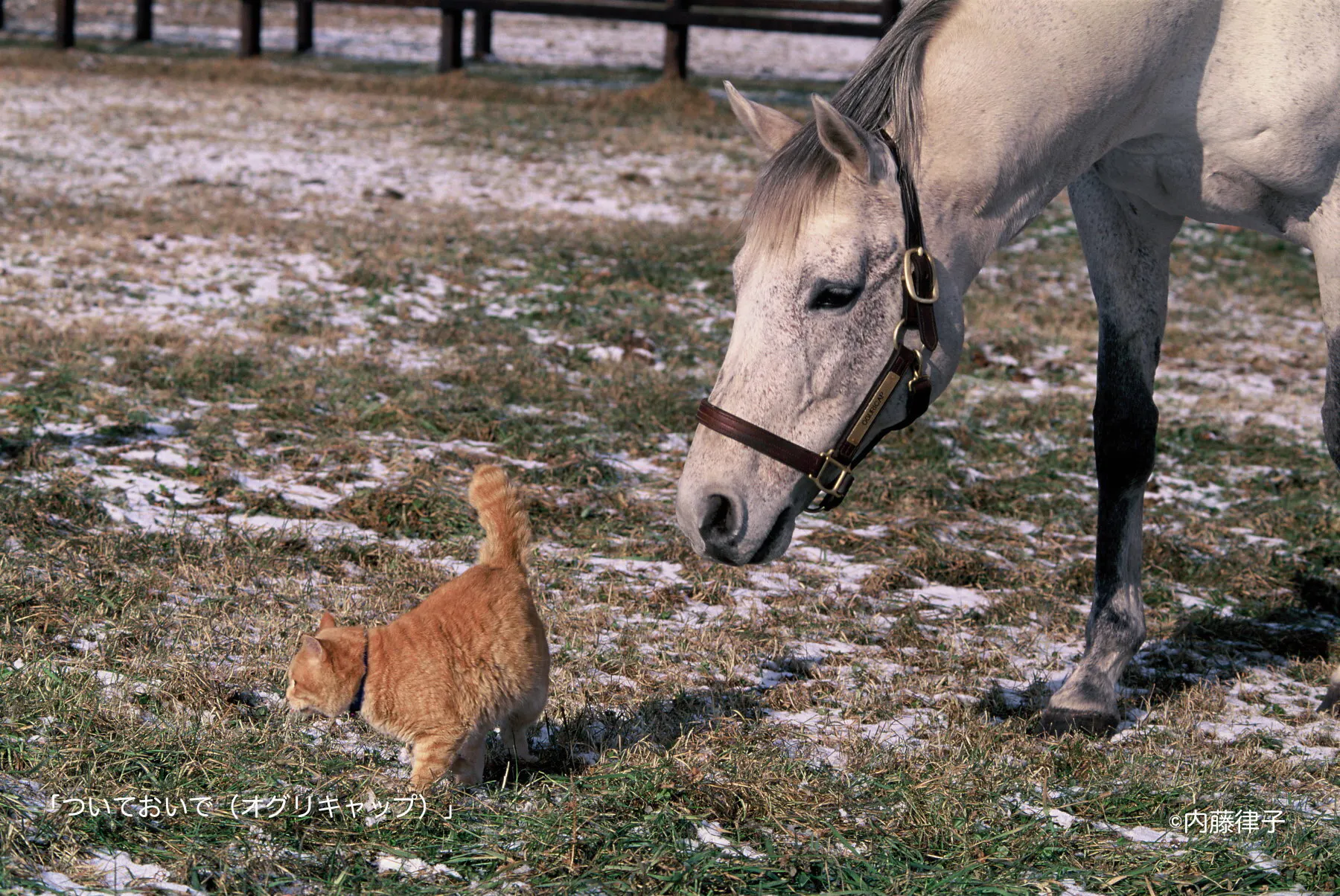 サラブレッドの気高く愛らしいカレンダーを お部屋にどうぞ Campfire キャンプファイヤー サラブレッドの気高く愛らしいカレンダーを お部屋にどうぞ Campfire キャンプファイヤー