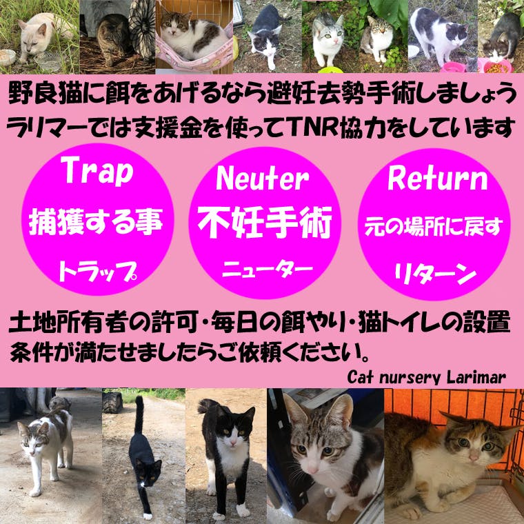 石垣島のＴＮＲ2021～一代限りの猫生を～ - CAMPFIRE (キャンプファイヤー)