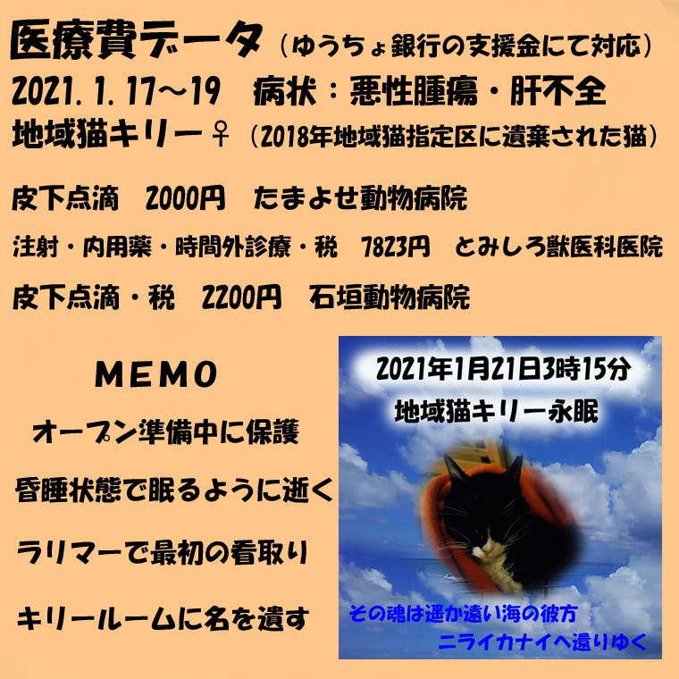 石垣島のtnr21 一代限りの猫生を Campfire キャンプファイヤー 石垣島のtnr21 一代限りの猫生を Campfire キャンプファイヤー