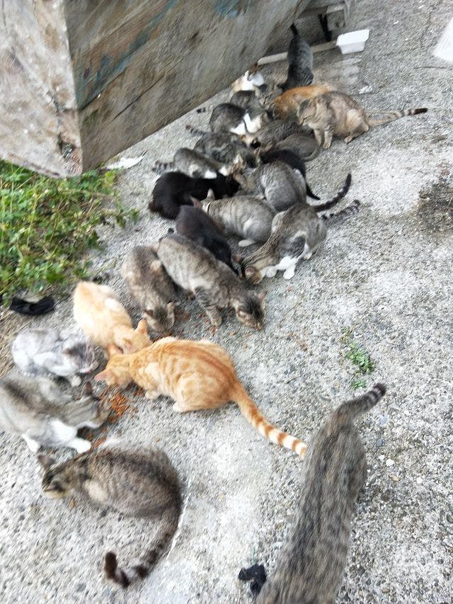 石垣島のtnr21 一代限りの猫生を Campfire キャンプファイヤー 石垣島のtnr21 一代限りの猫生を Campfire キャンプファイヤー