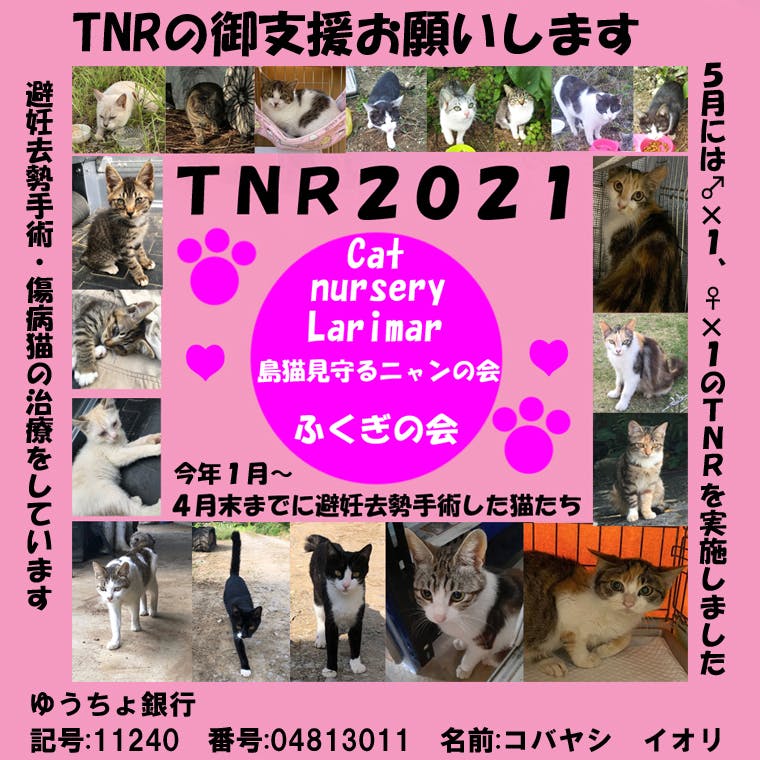 石垣島のtnr21 一代限りの猫生を Campfire キャンプファイヤー 石垣島のtnr21 一代限りの猫生を Campfire キャンプファイヤー